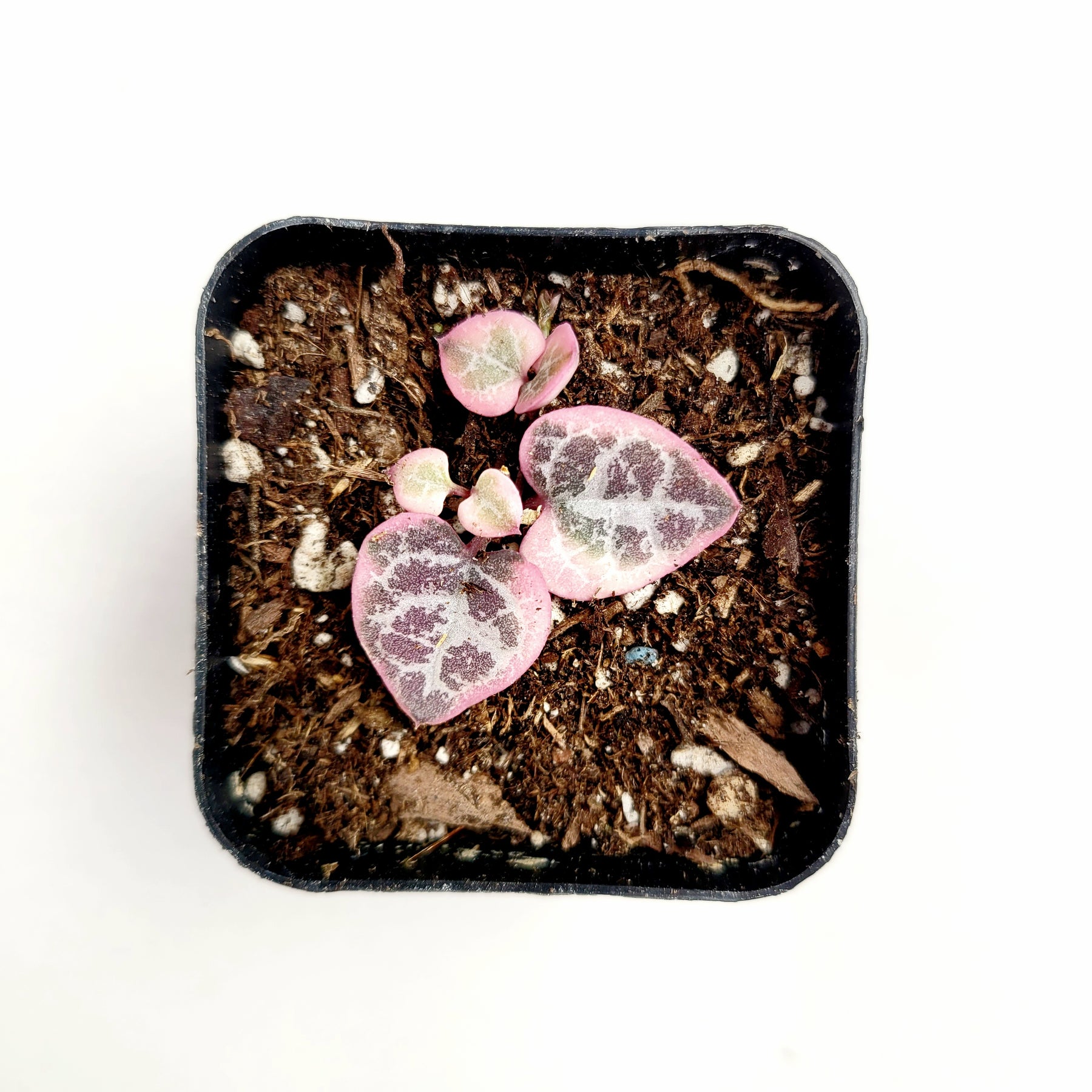 Ceropegia woodii Variegated String of Hearts - Succulents Depot