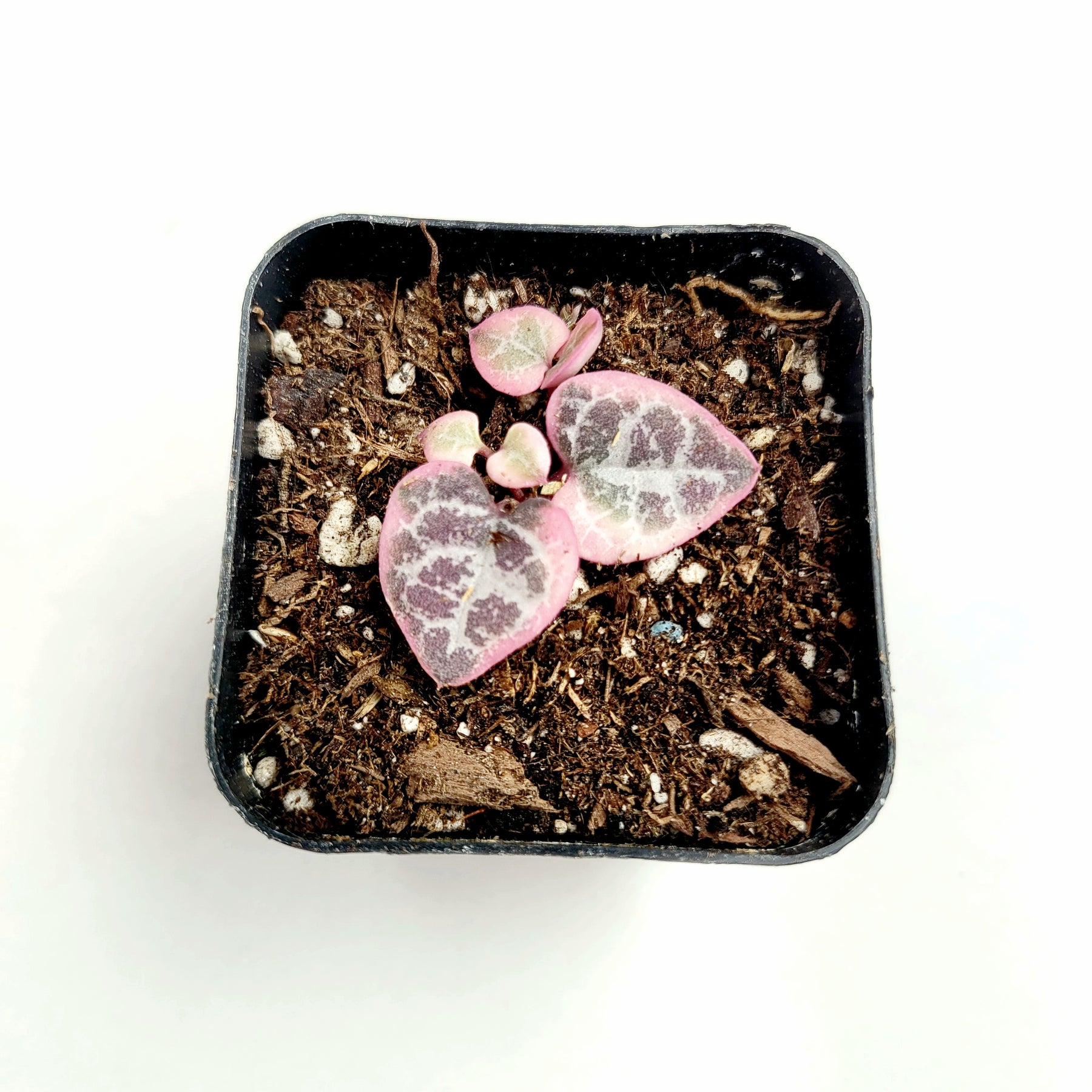 Ceropegia woodii Variegated String of Hearts - Succulents Depot