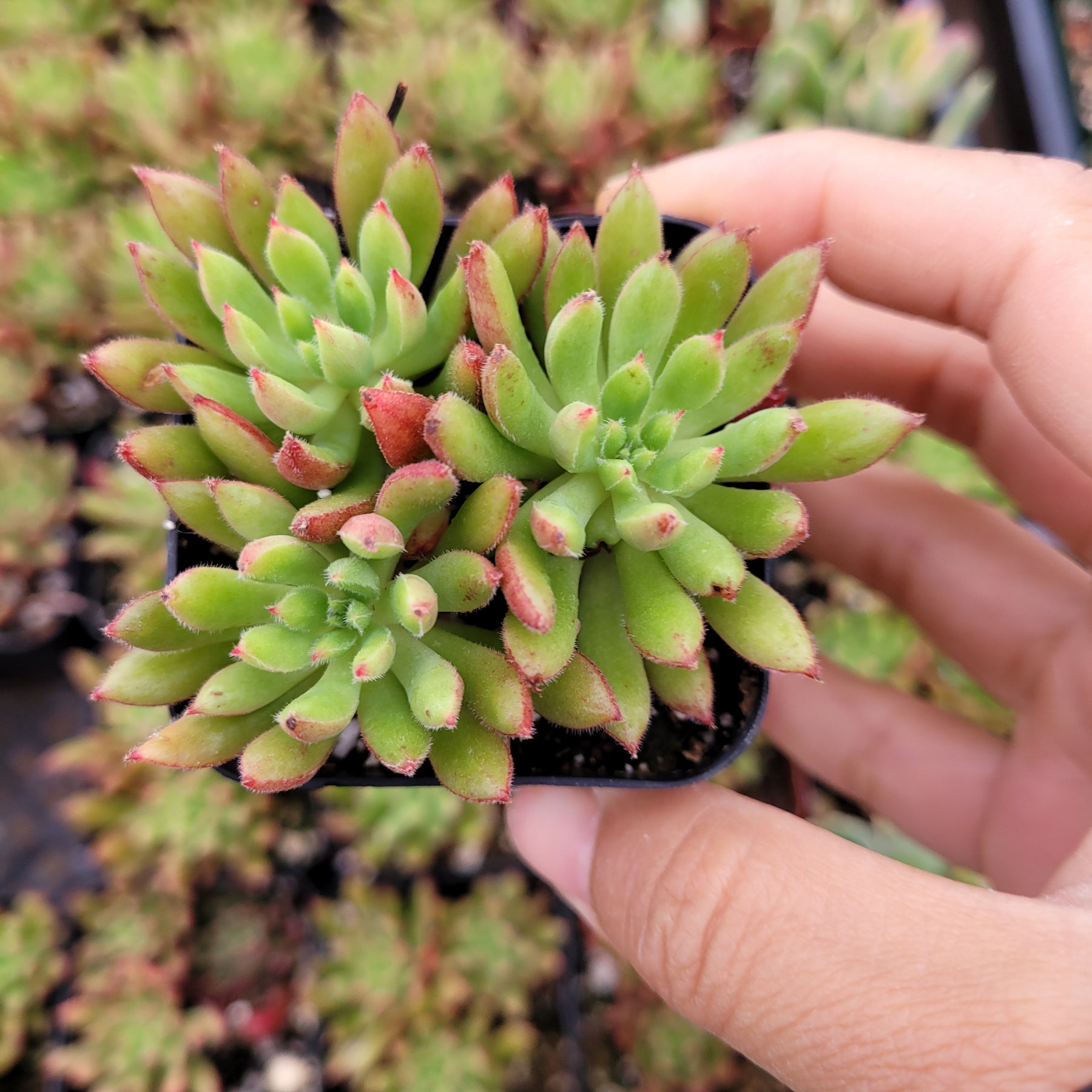 Orostachys chanetii - Succulents Depot