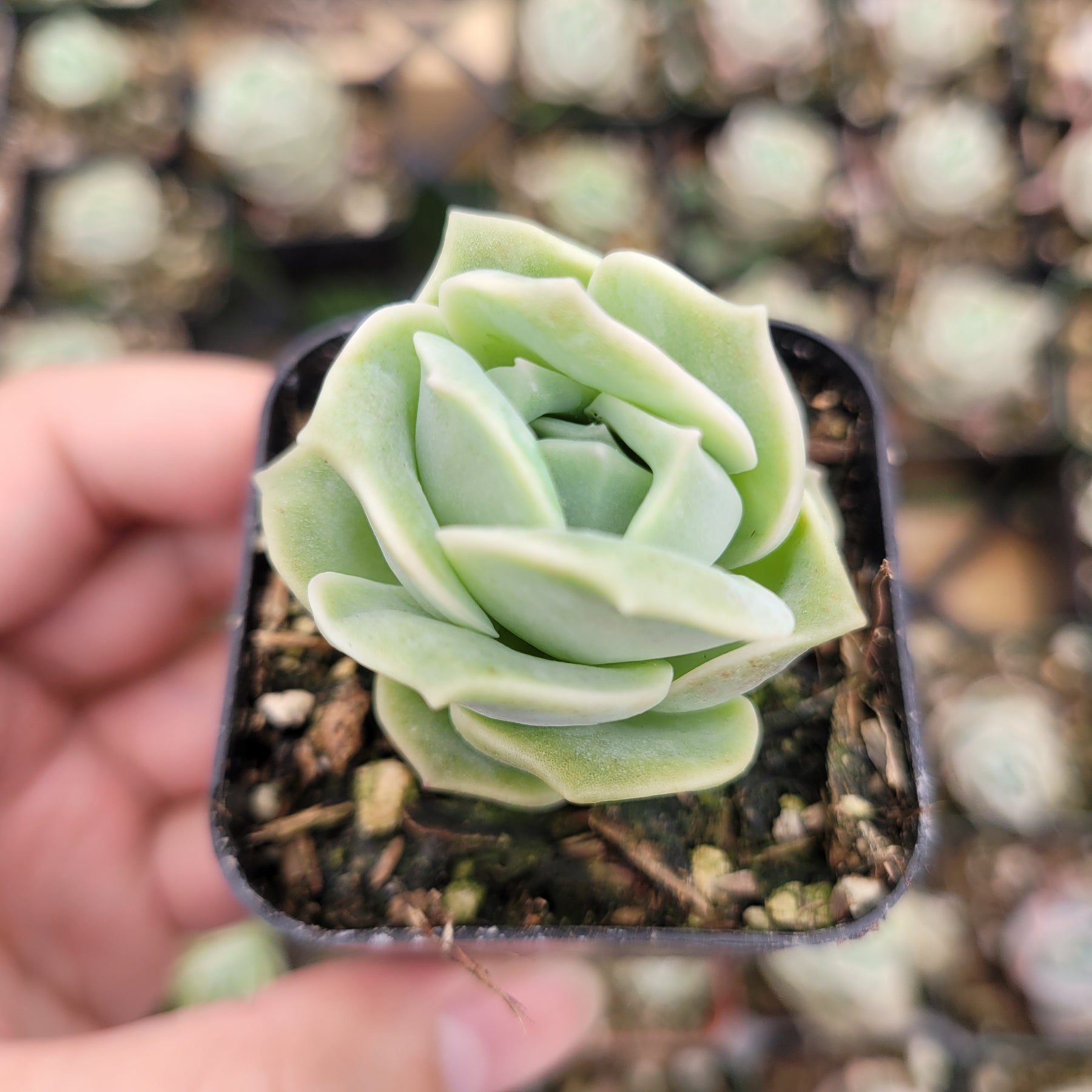 Graptoveria 'Lovely Rose' - Succulents Depot