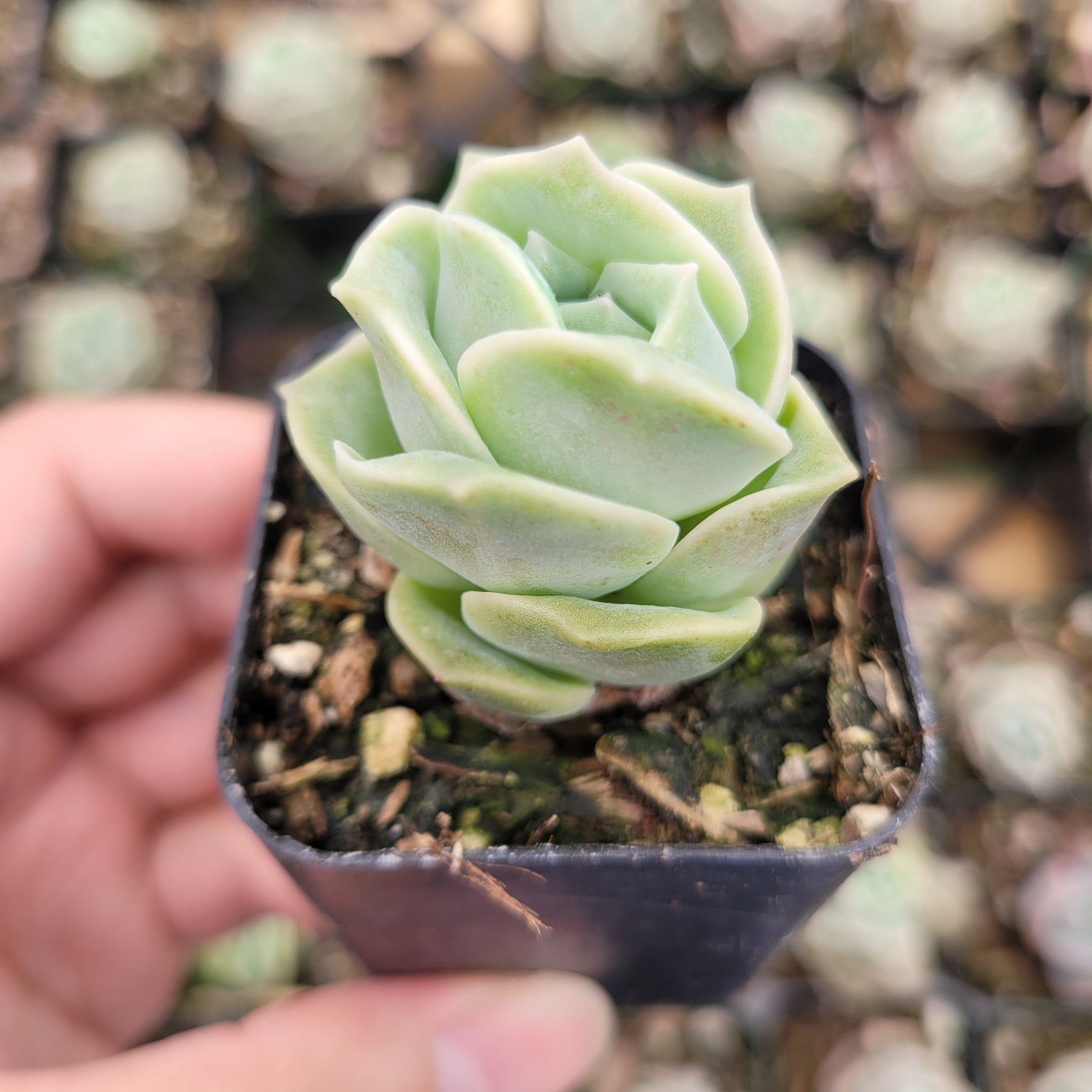 Graptoveria 'Lovely Rose' - Succulents Depot
