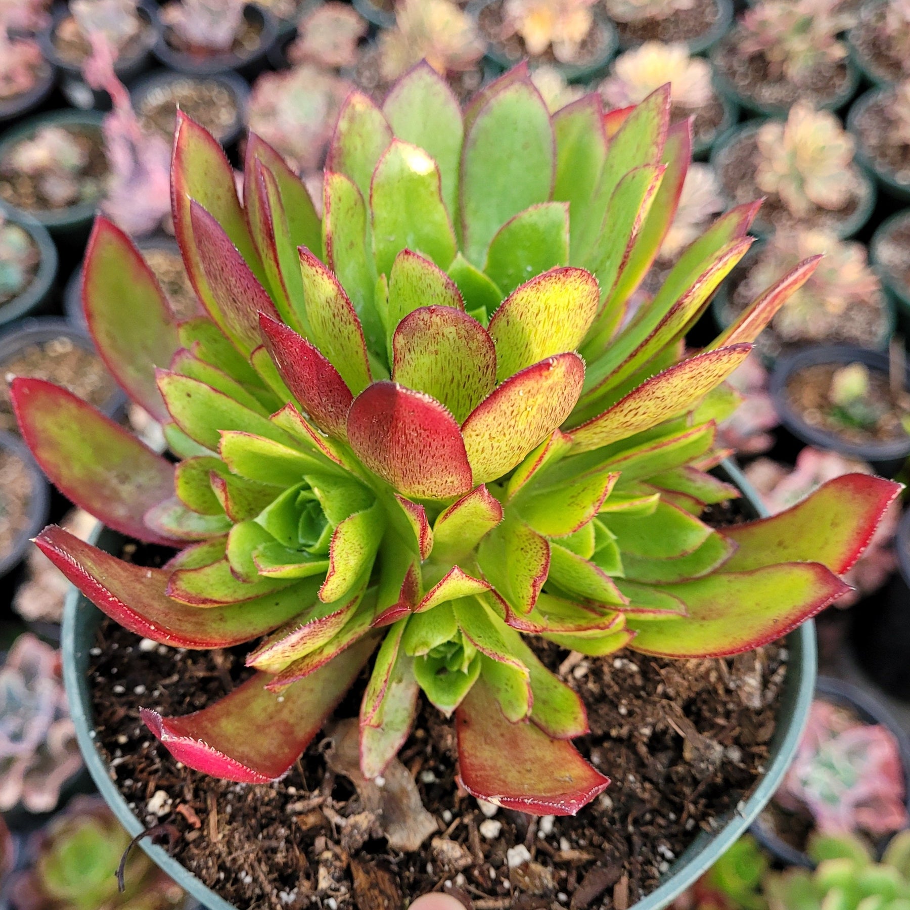 Aeonium 'Firecracker' - Succulents Depot