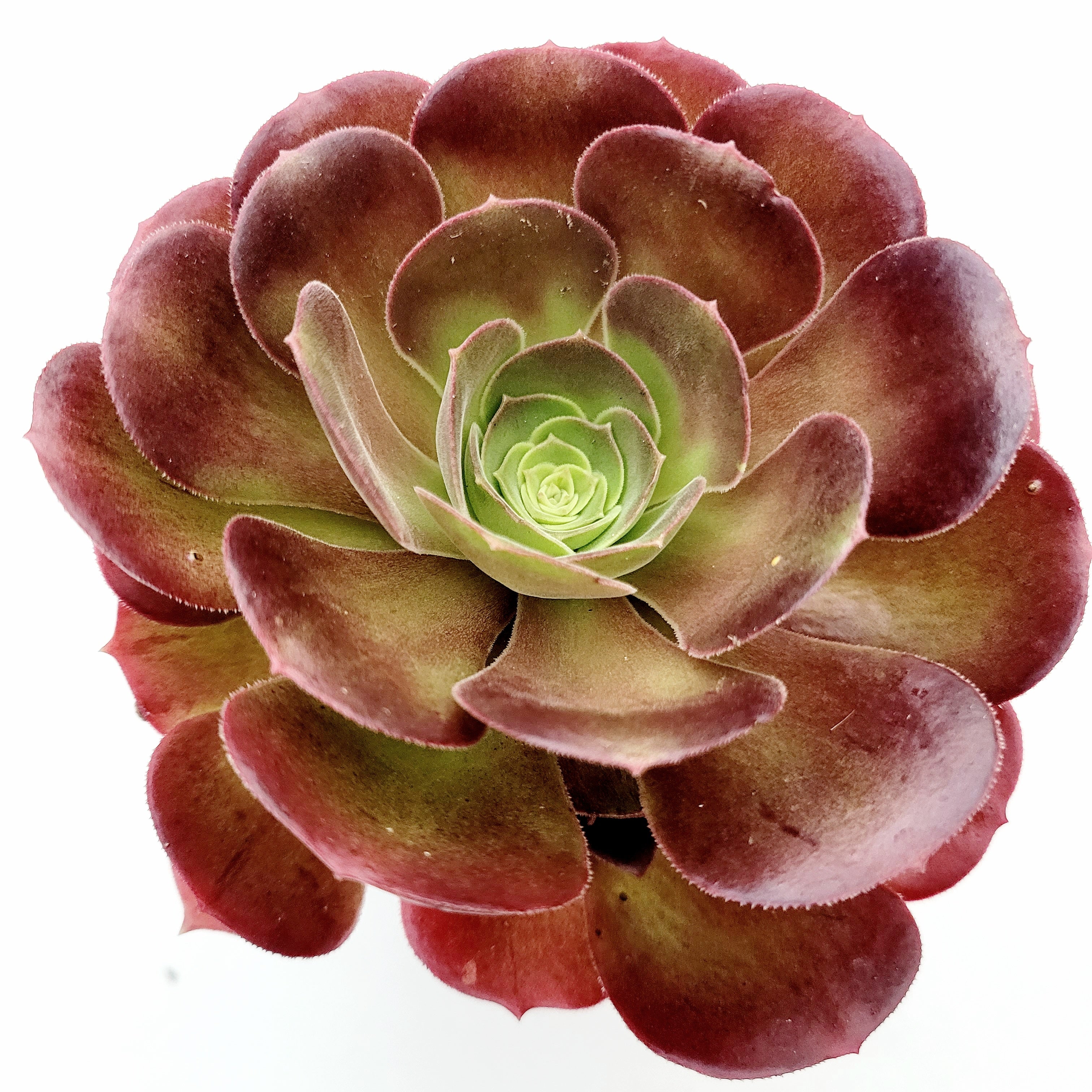 succulent beauty Aeonium 'Blushing Beauty' 8 Inch