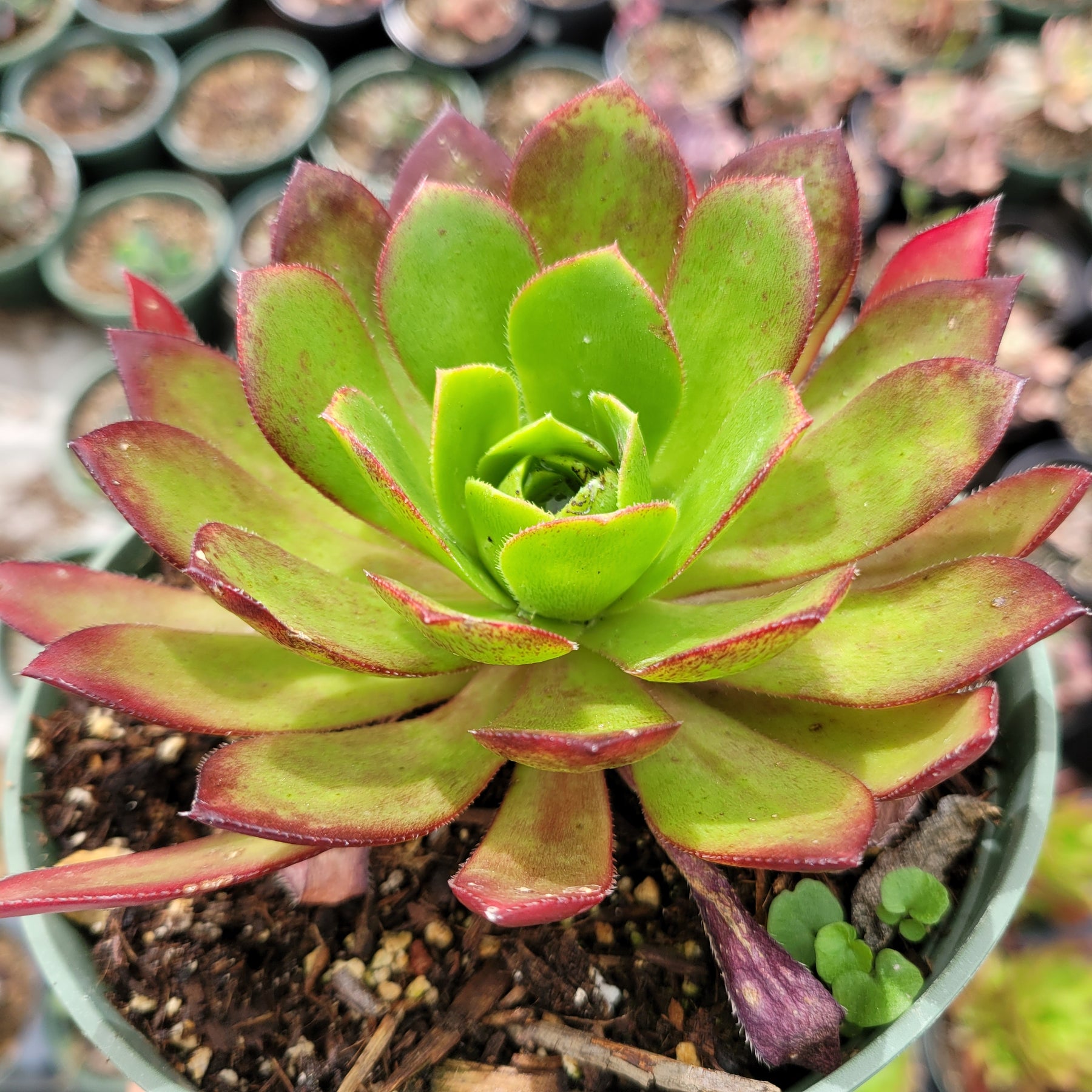 Aeonium 'Firecracker' - Succulents Depot