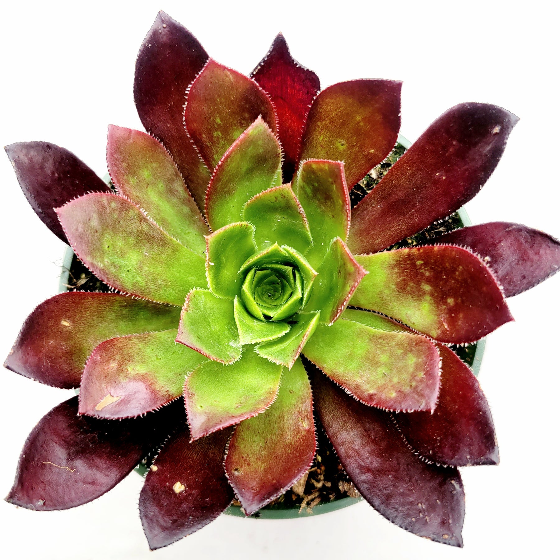 Aeonium 'Firecracker' - Succulents Depot