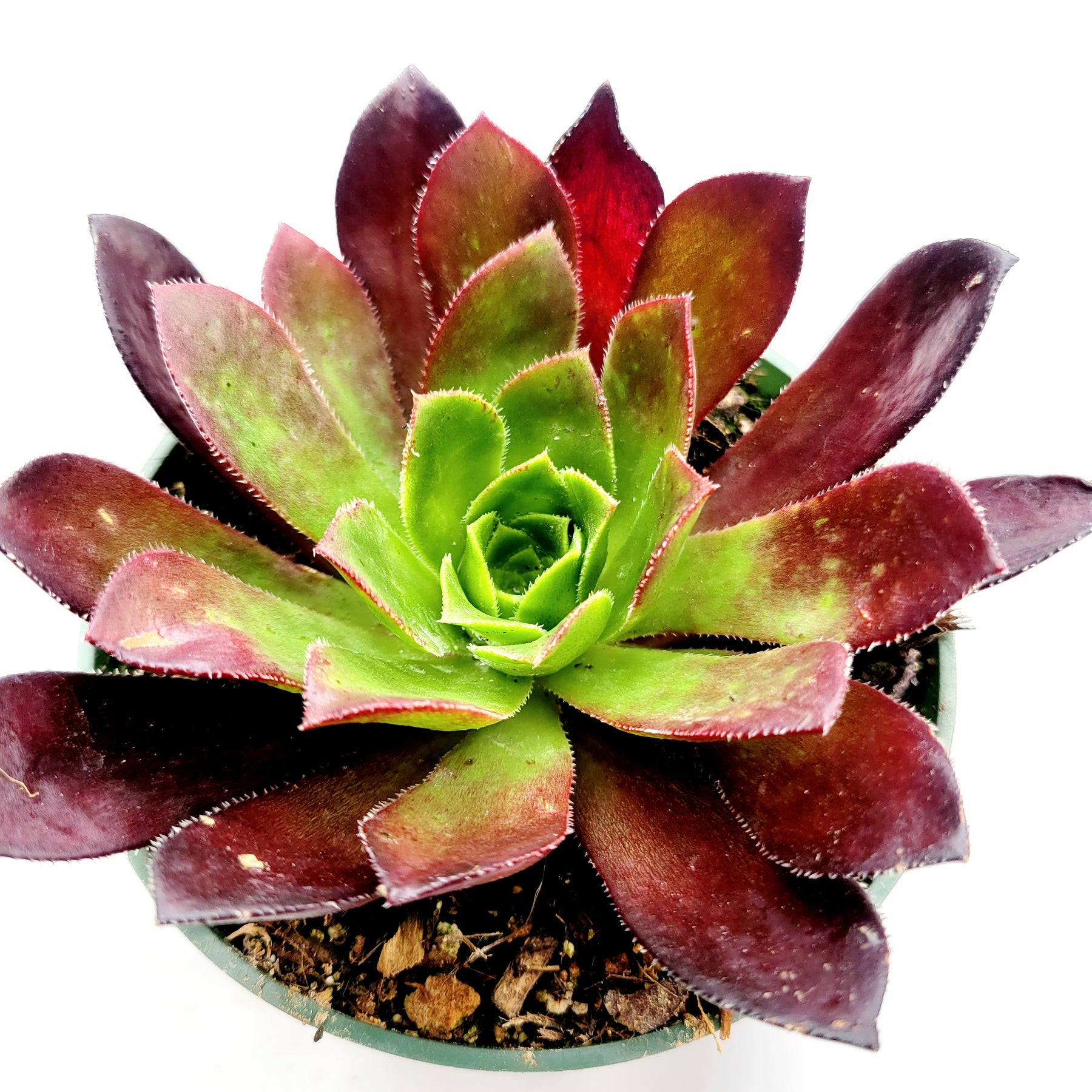 Aeonium 'Firecracker' - Succulents Depot