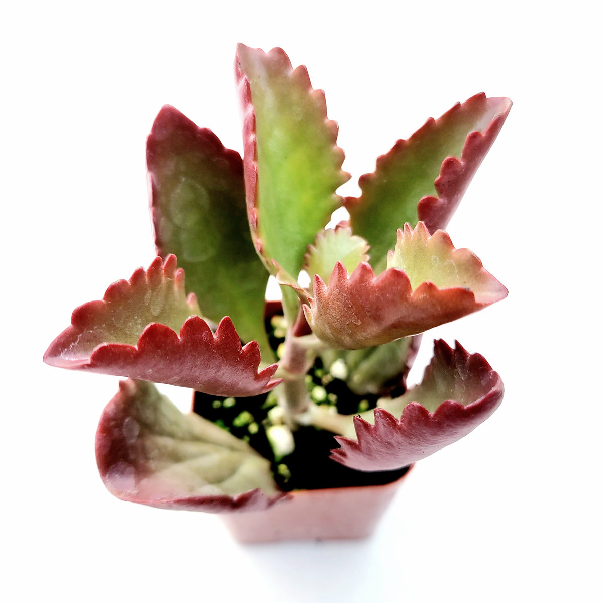 Kalanchoe sexangularis with scalloped red-tinged leaves.