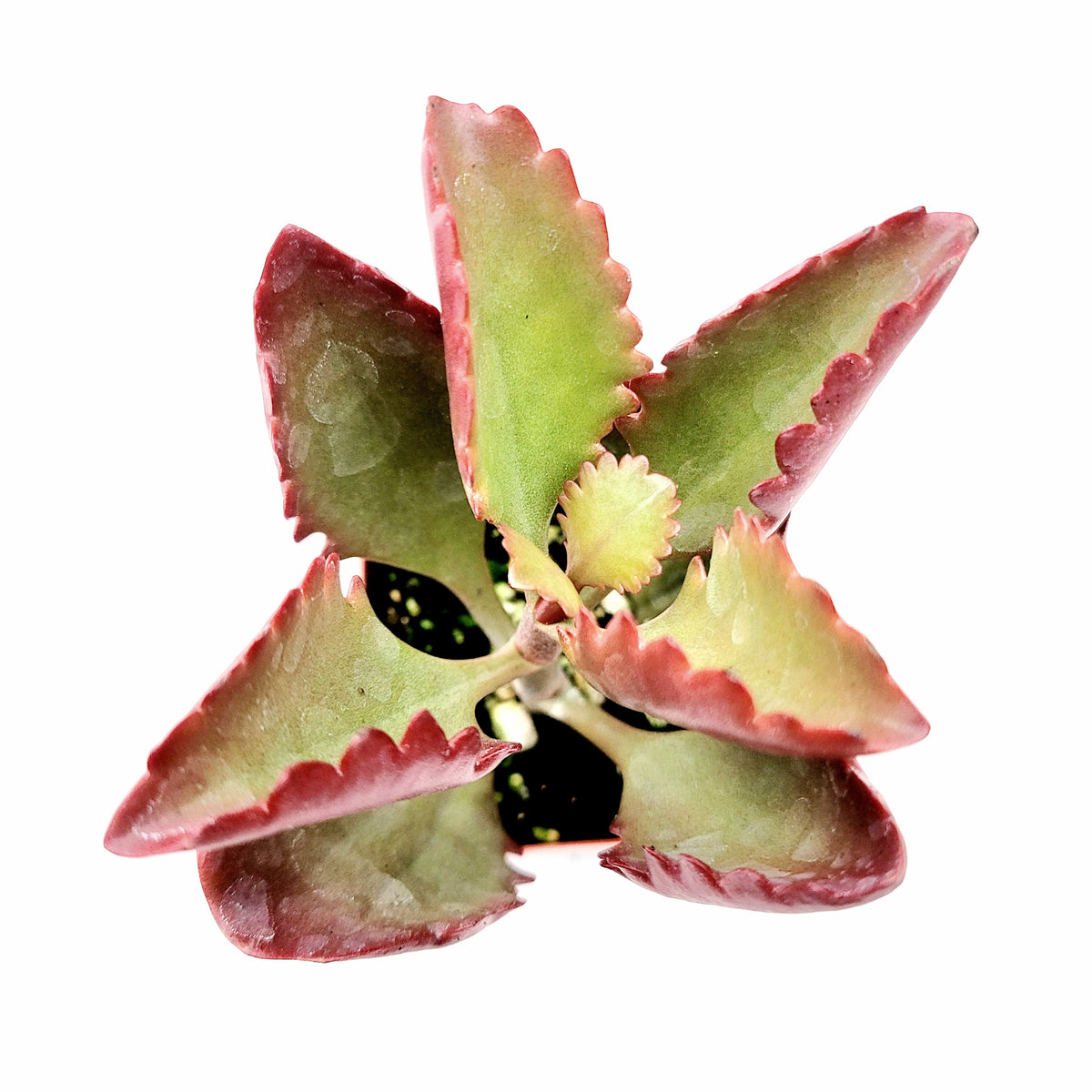 Kalanchoe sexangularis succulent with green-red serrated leaves in a pot.