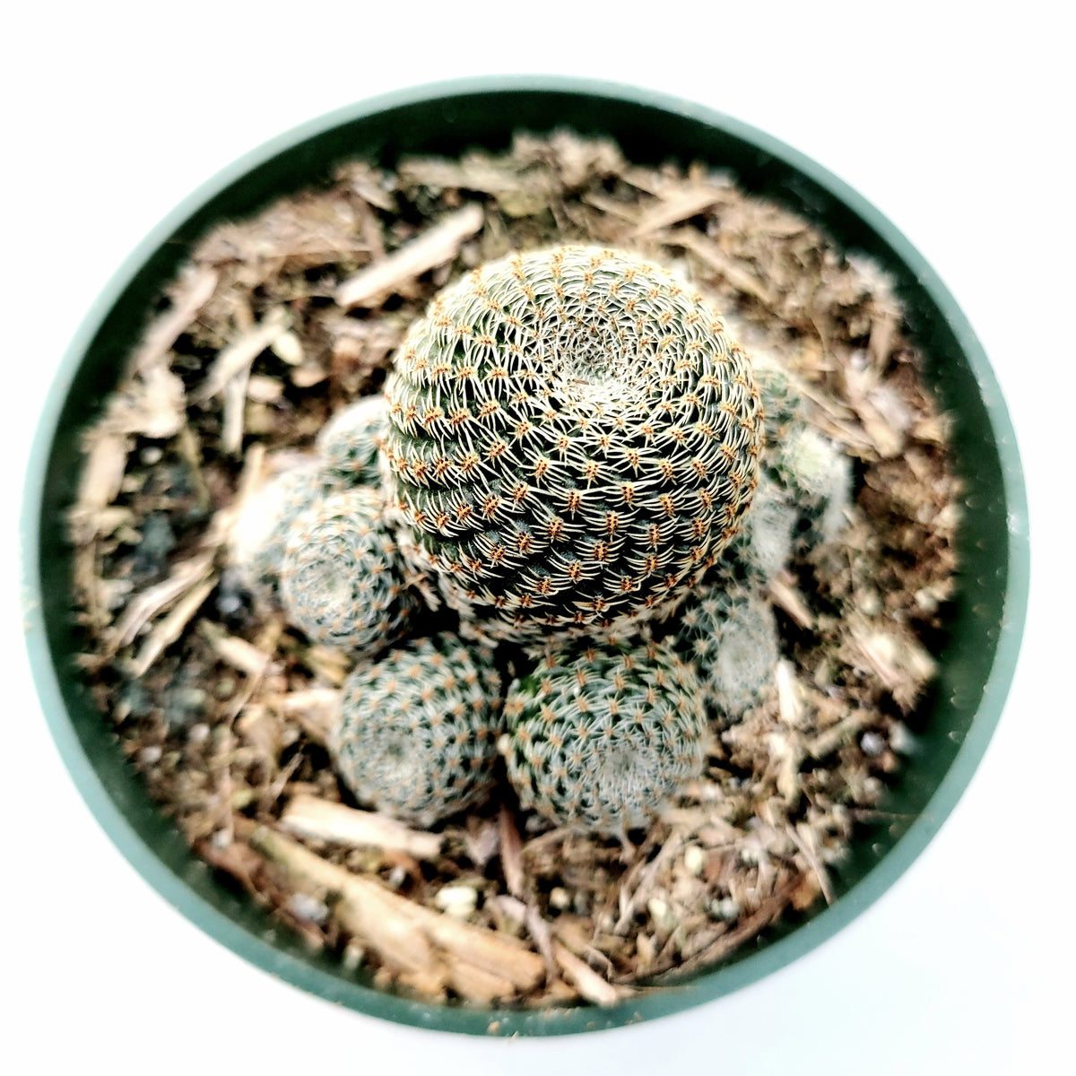 Rebutia heliosa Cactus in green nursery pot.