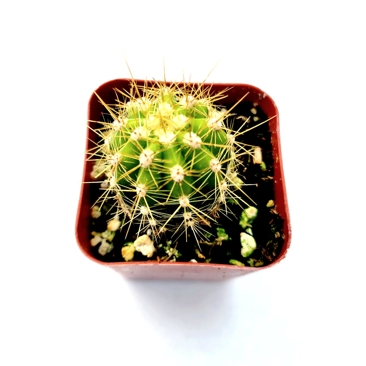 Lobivia Purpureominiata cactus in square pot, top view.