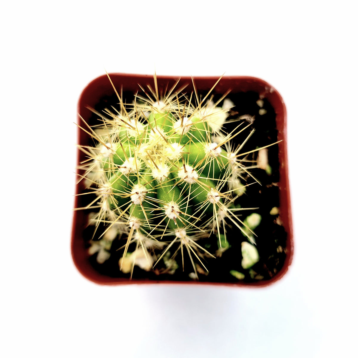 Lobivia Purpureominiata cactus in square pot, top view.
