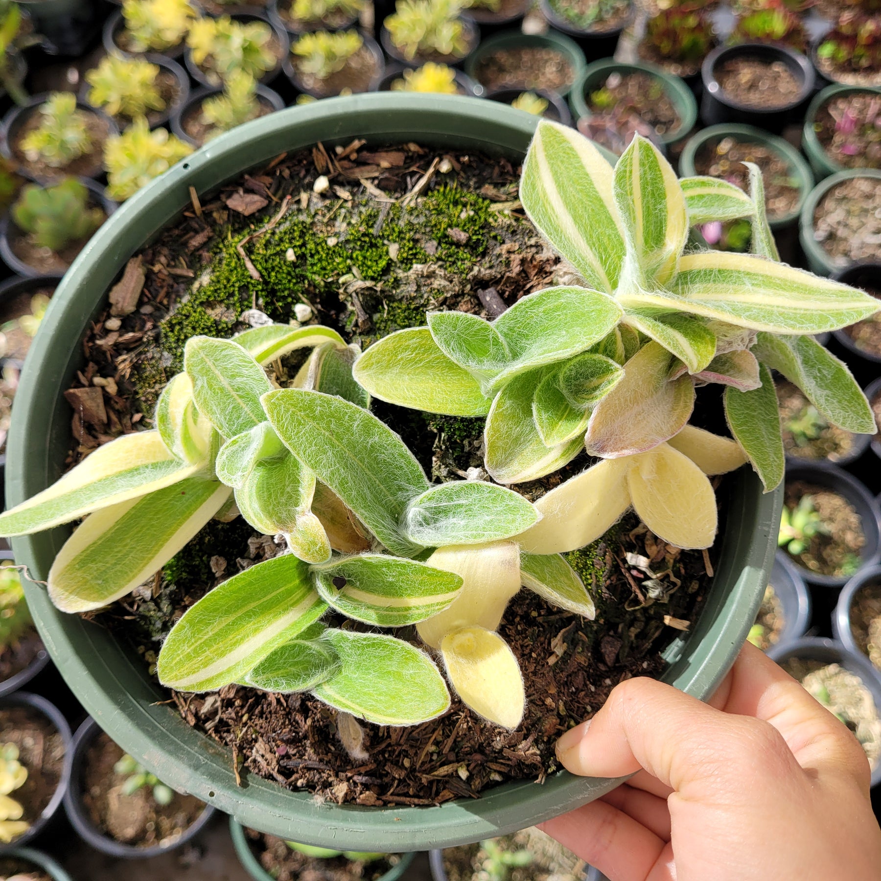 Tradescantia sillamontana 'White Velvet' Variegated Wandering Dude
