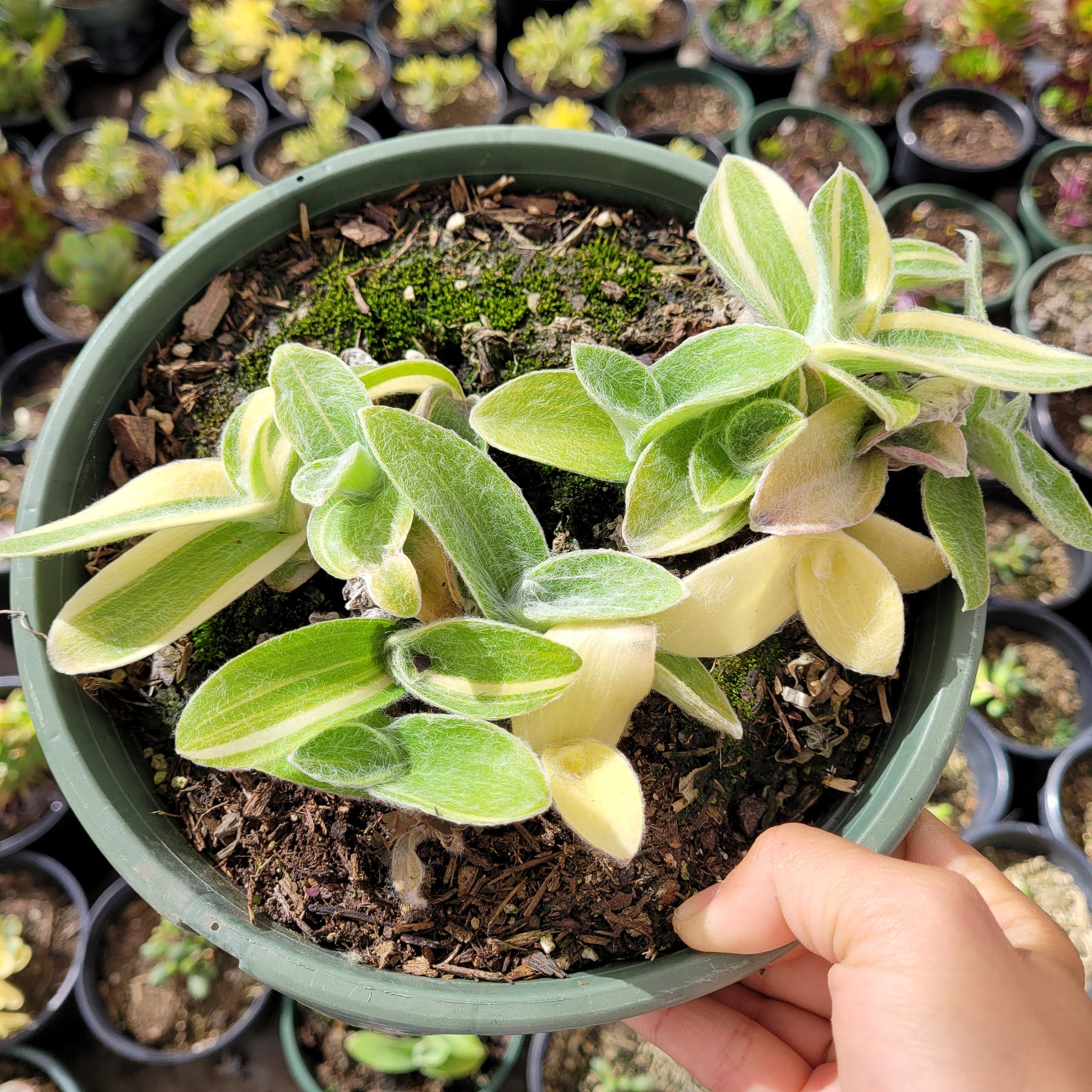 Tradescantia sillamontana 'White Velvet' Variegated Wandering Dude