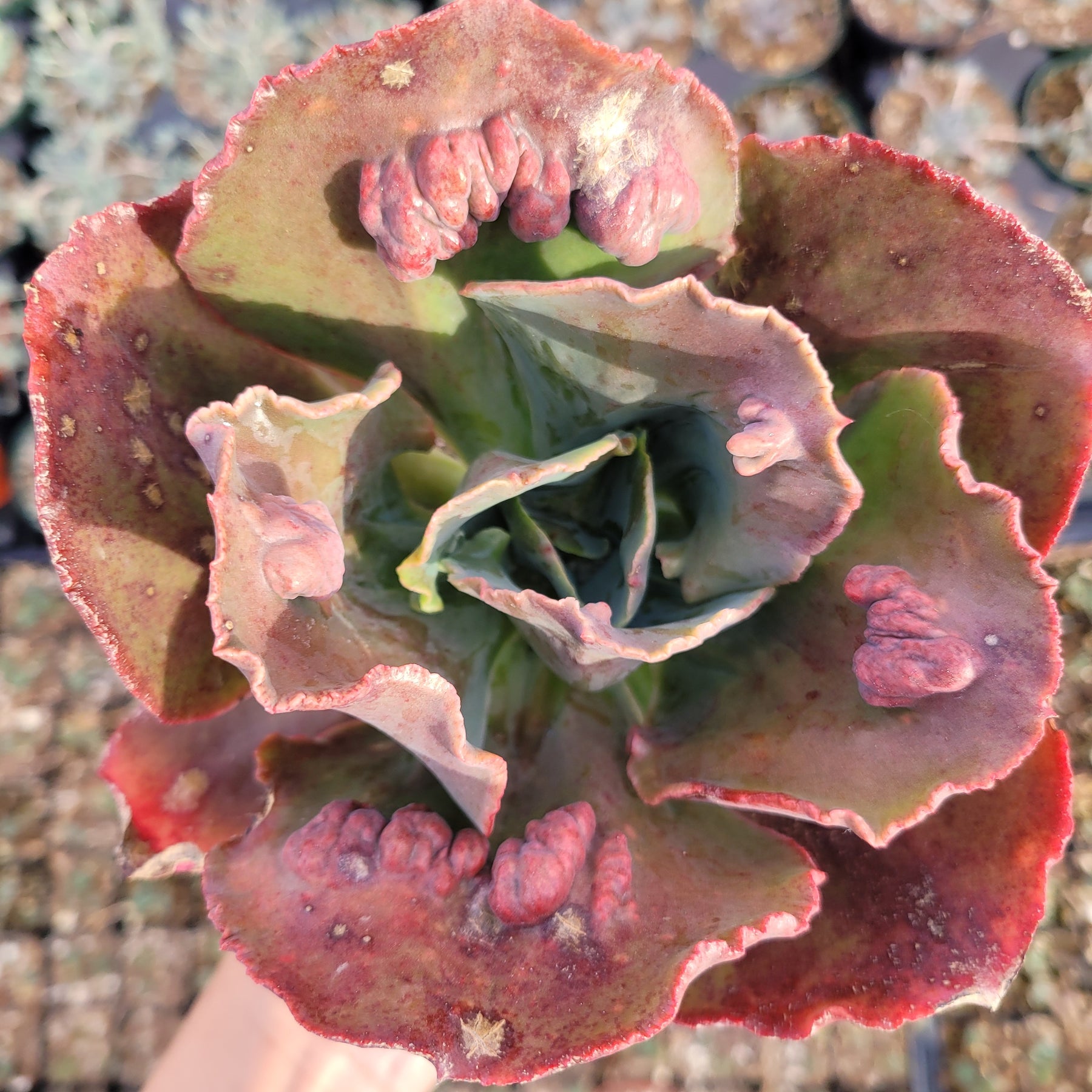Echeveria 'Etna'