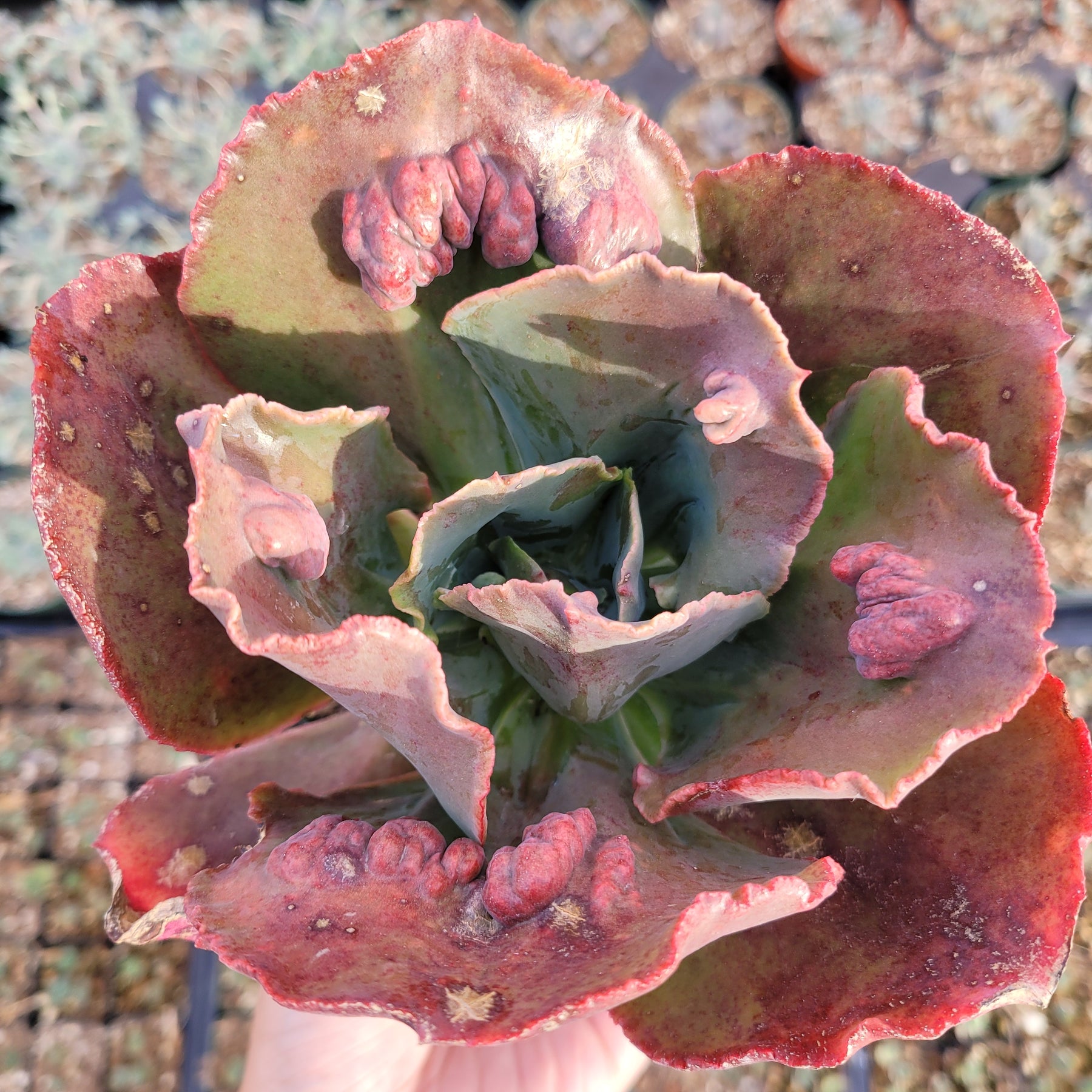 Echeveria 'Etna'