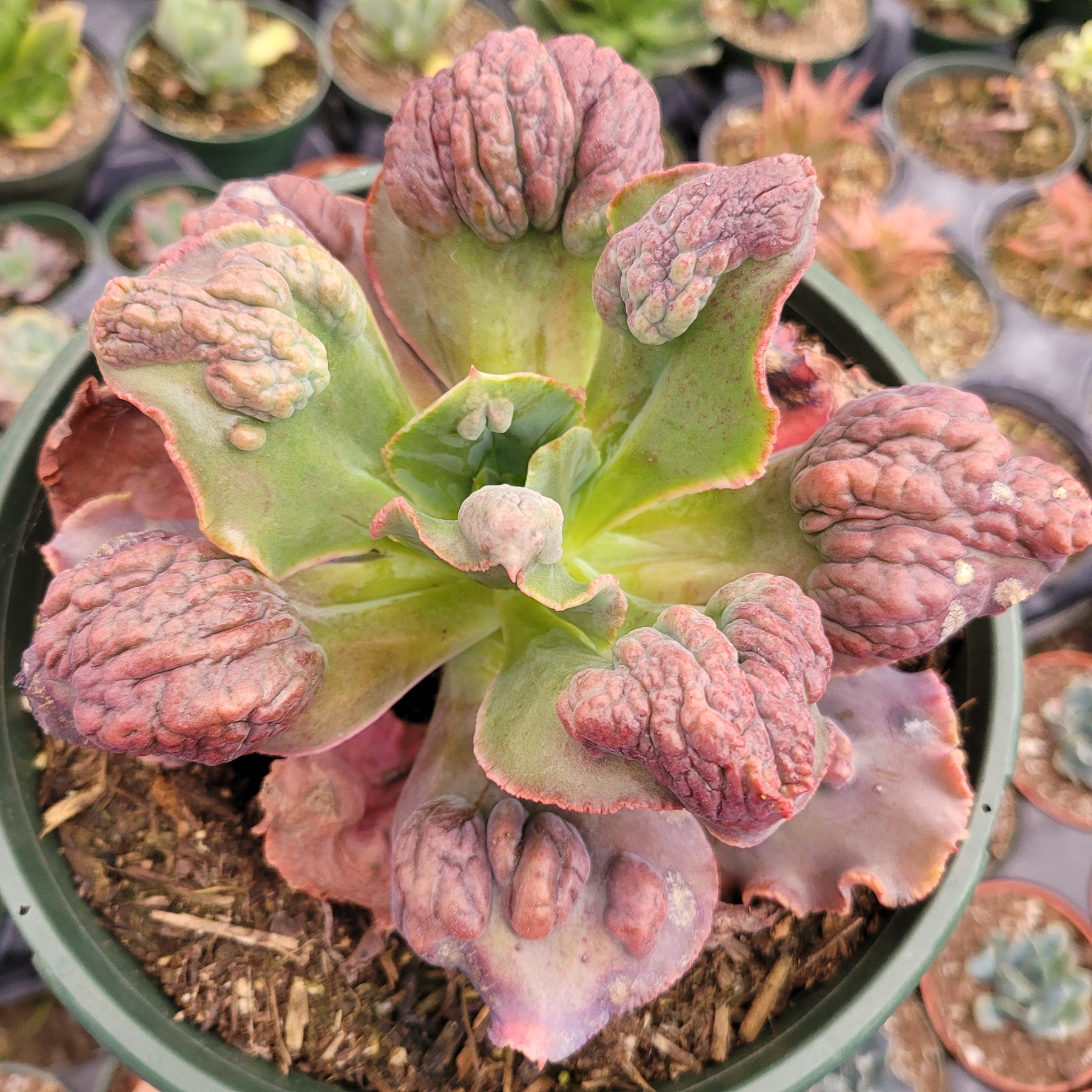Echeveria 'Etna'