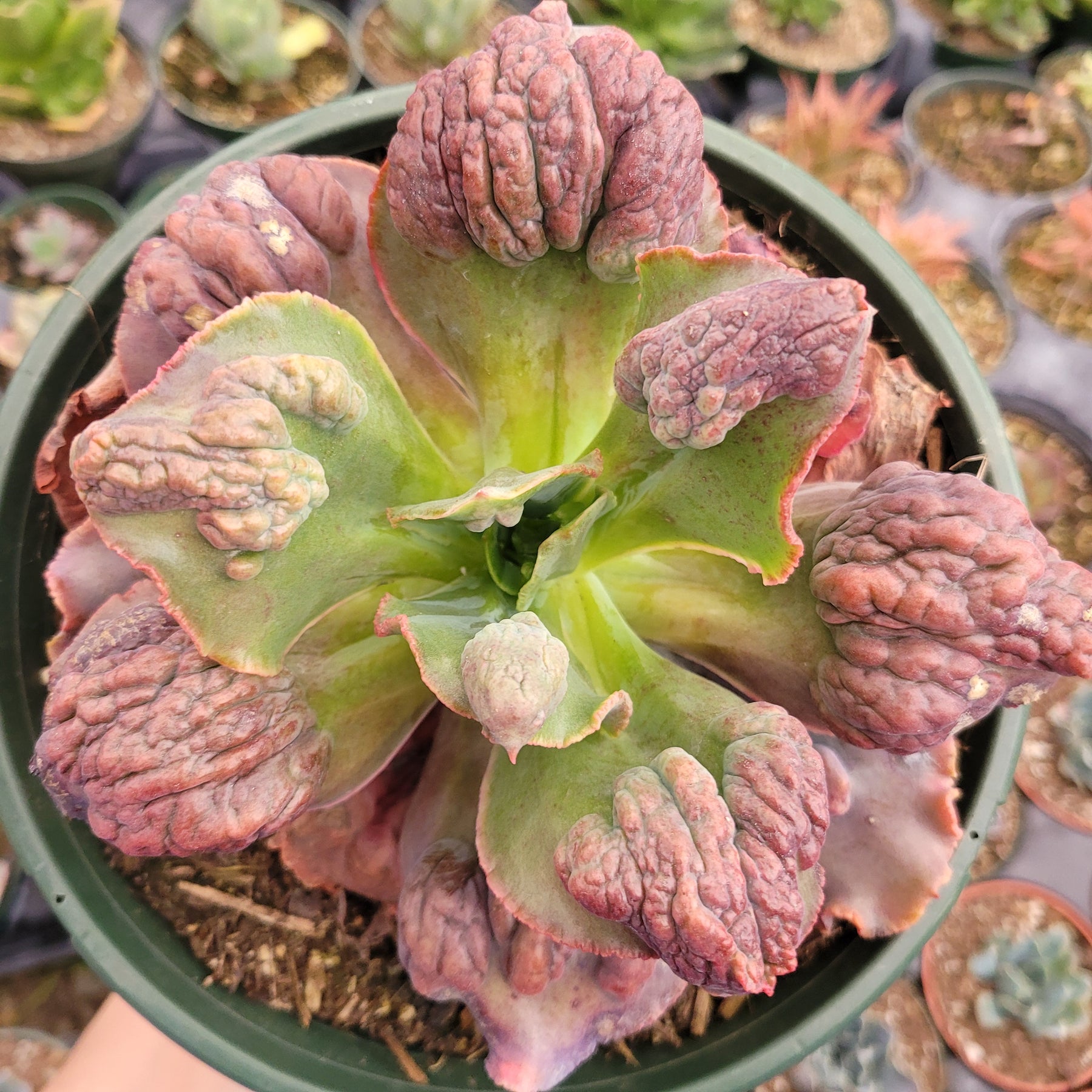 Echeveria 'Etna'