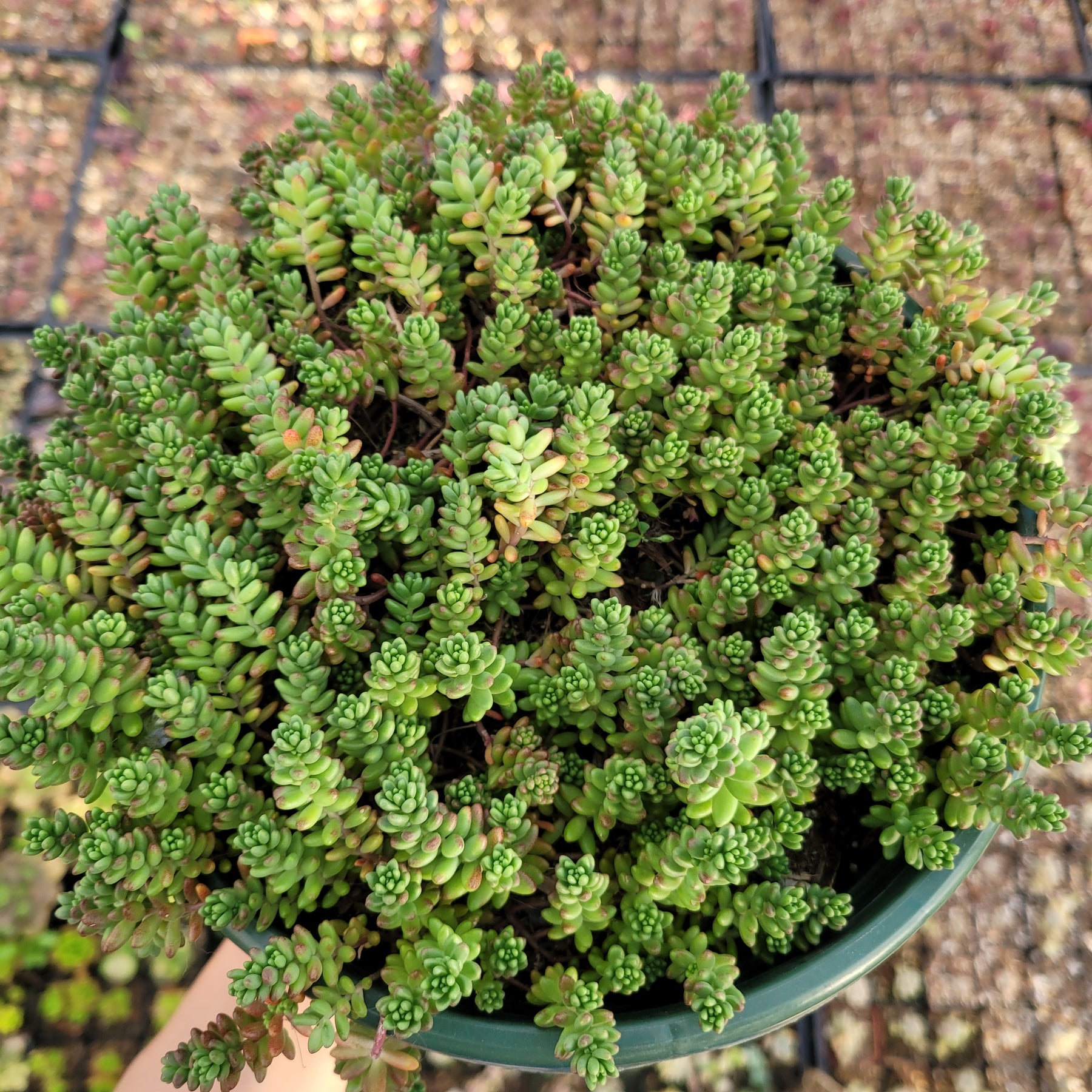 Sedum album 'Athoum' Stonecrop