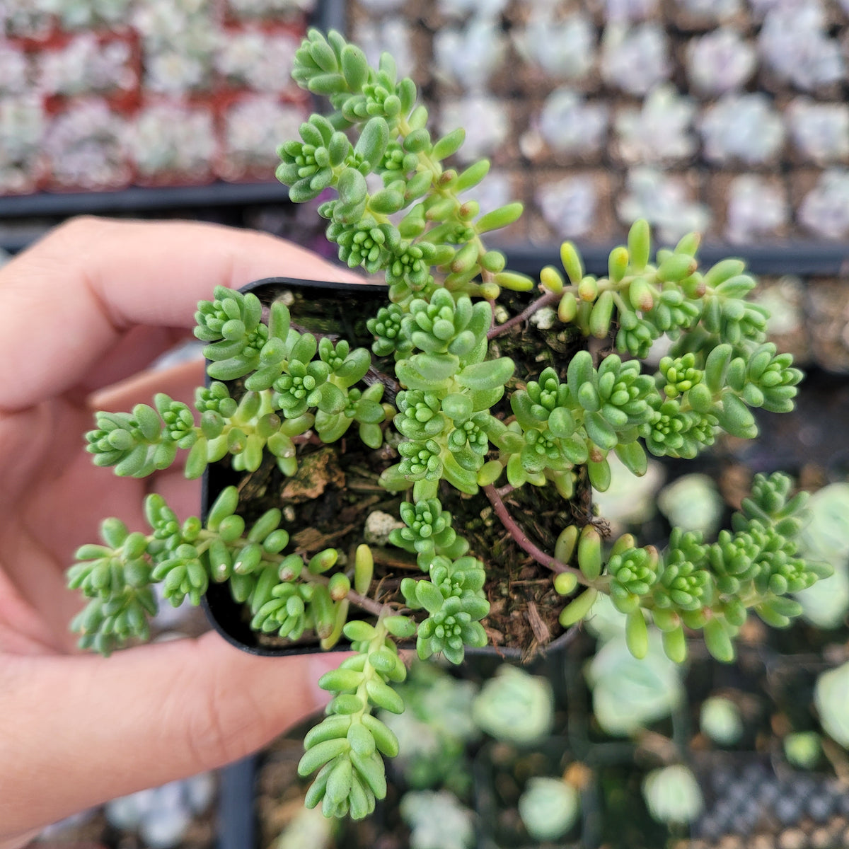 Sedum album 'Athoum' Stonecrop with trailing, plump leaves.