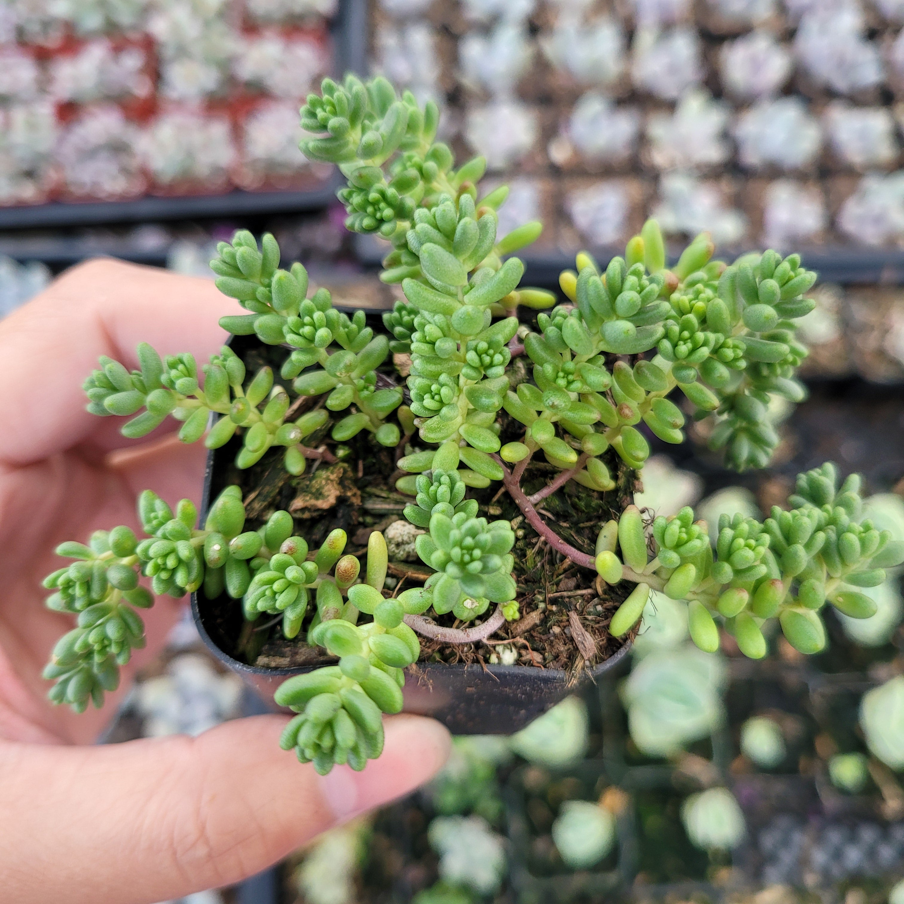stonecrop sedum succulent Sedum album 'Athoum' Stonecrop 2 Inch