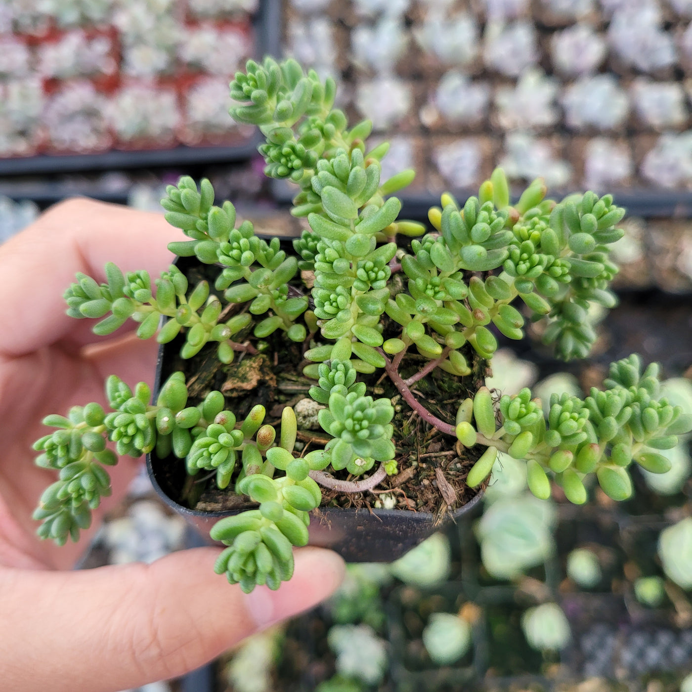 Sedum album 'Athoum' Stonecrop, fleshy leaves on trailing stems.