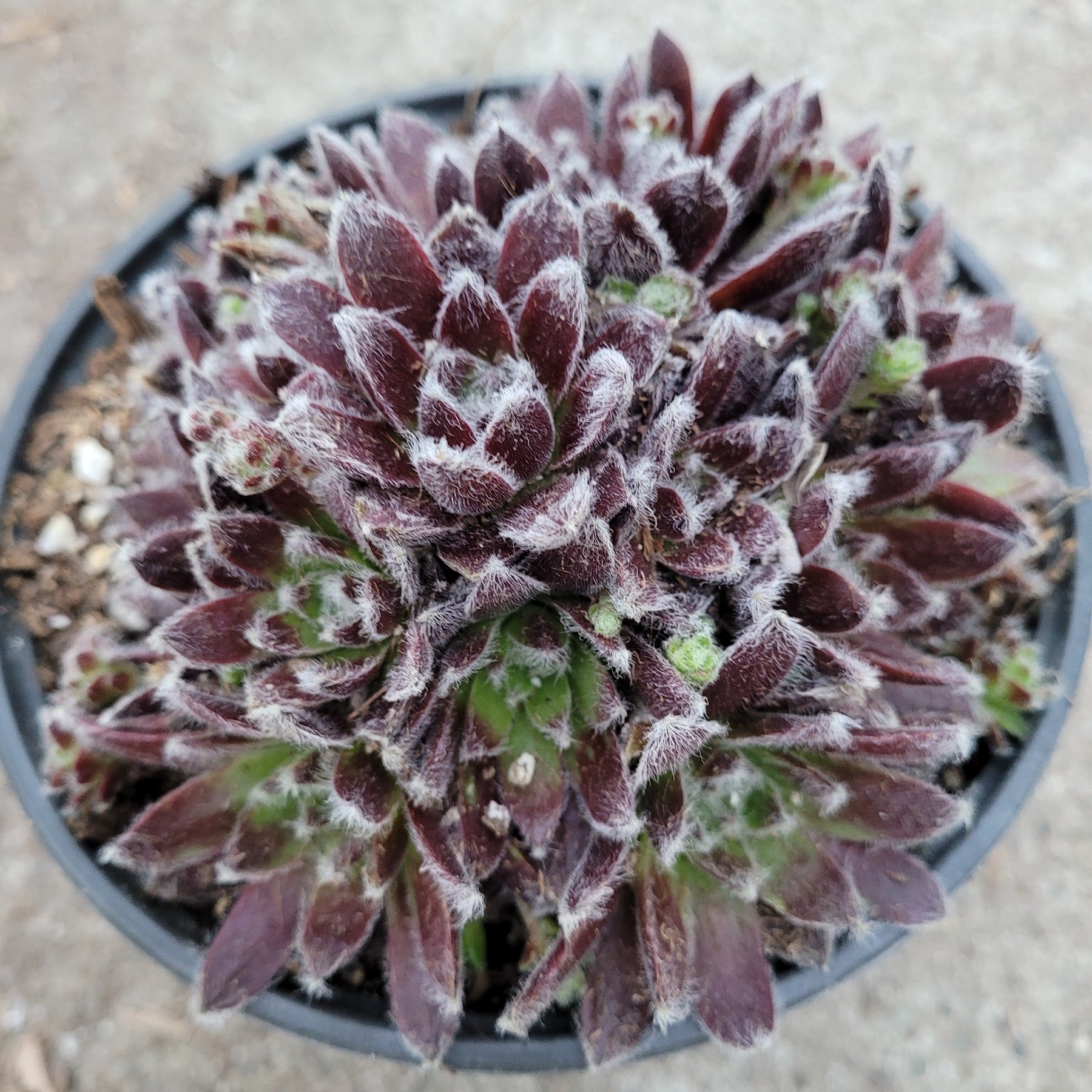Sempervivum 'Plum Fuzzy' - Succulents Depot