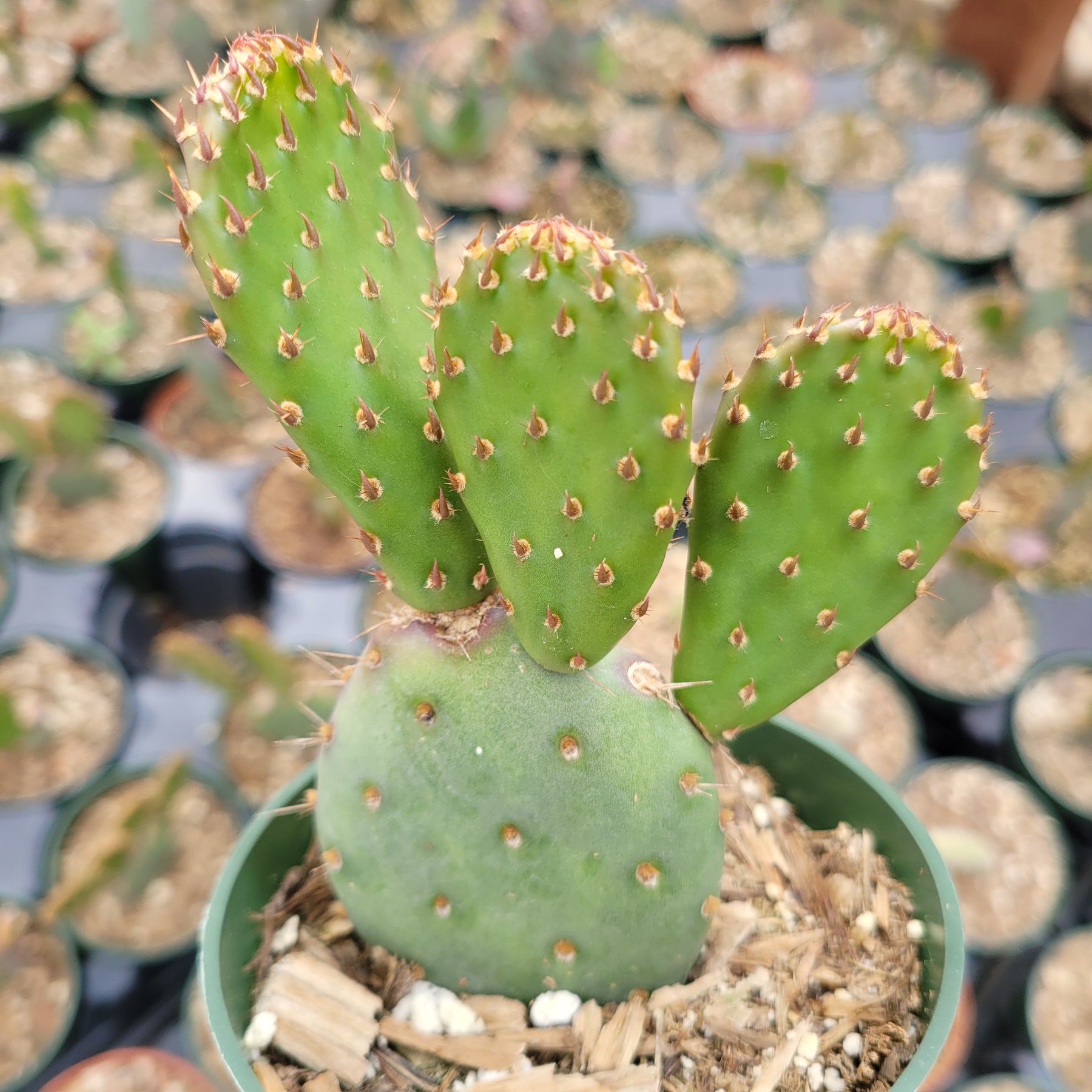 Santa Rita Purple Prickly Pear Cactus - Succulents Depot