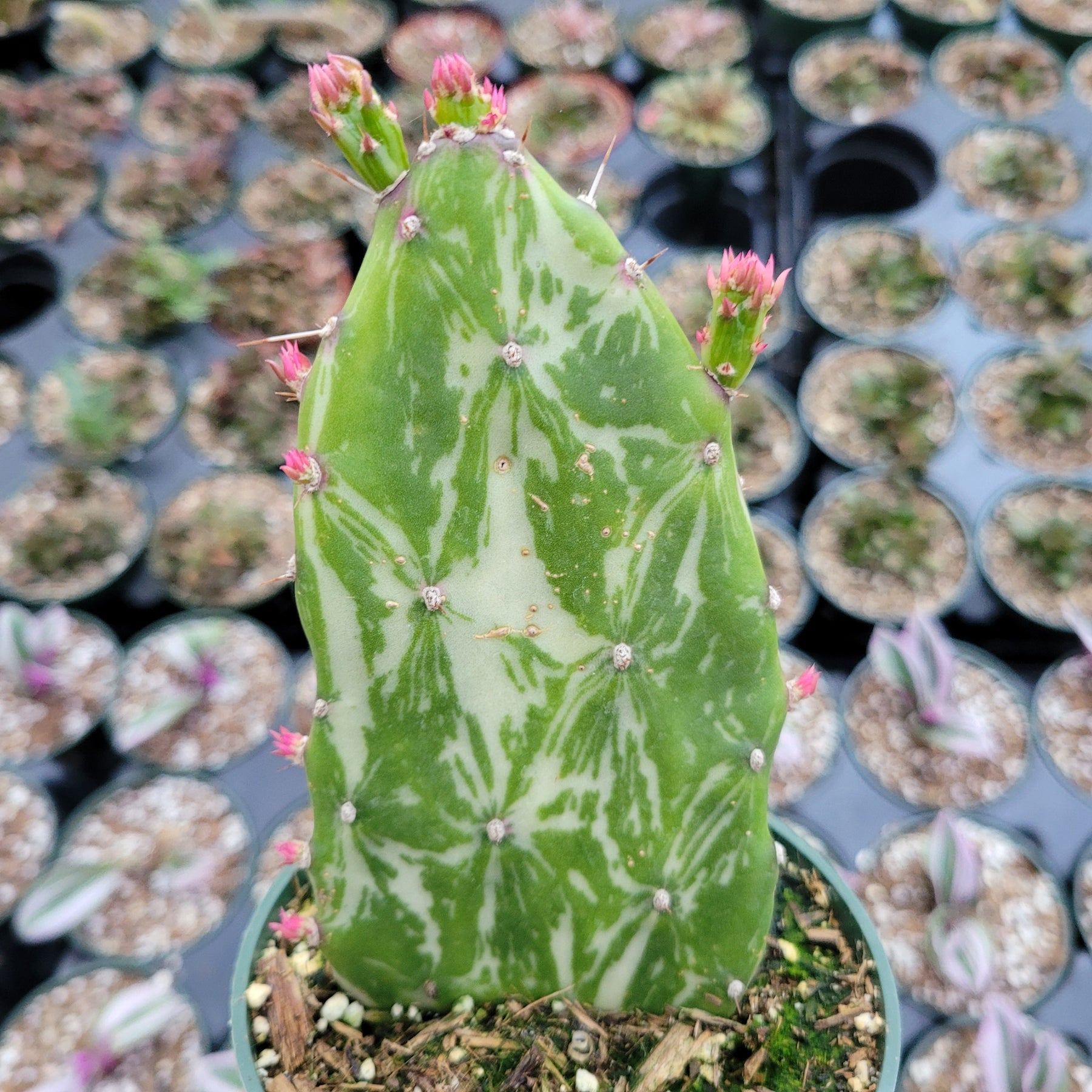 Opuntia monacantha variegata - Variegated Joseph's Coat - Succulents Depot