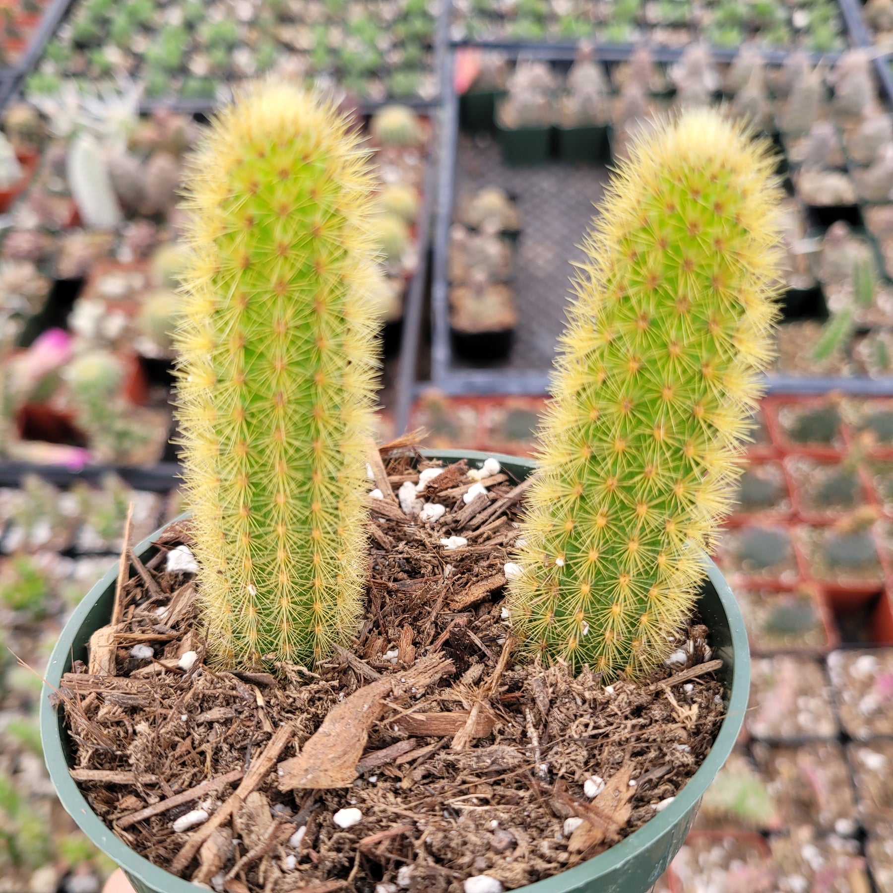 Cleistocactus winteri Golden Rat Tail - Succulents Depot