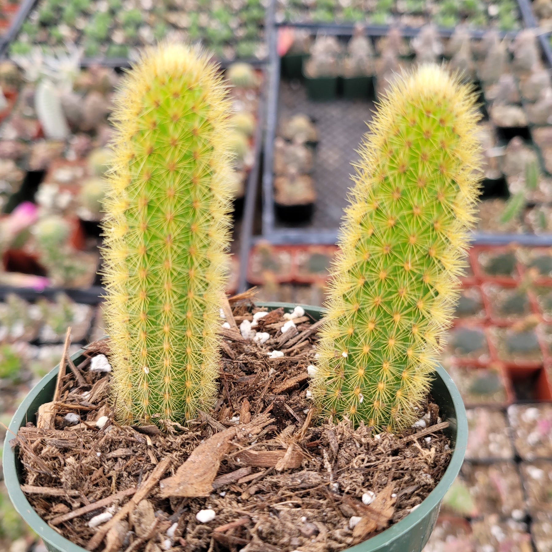 Cleistocactus winteri Golden Rat Tail - Succulents Depot