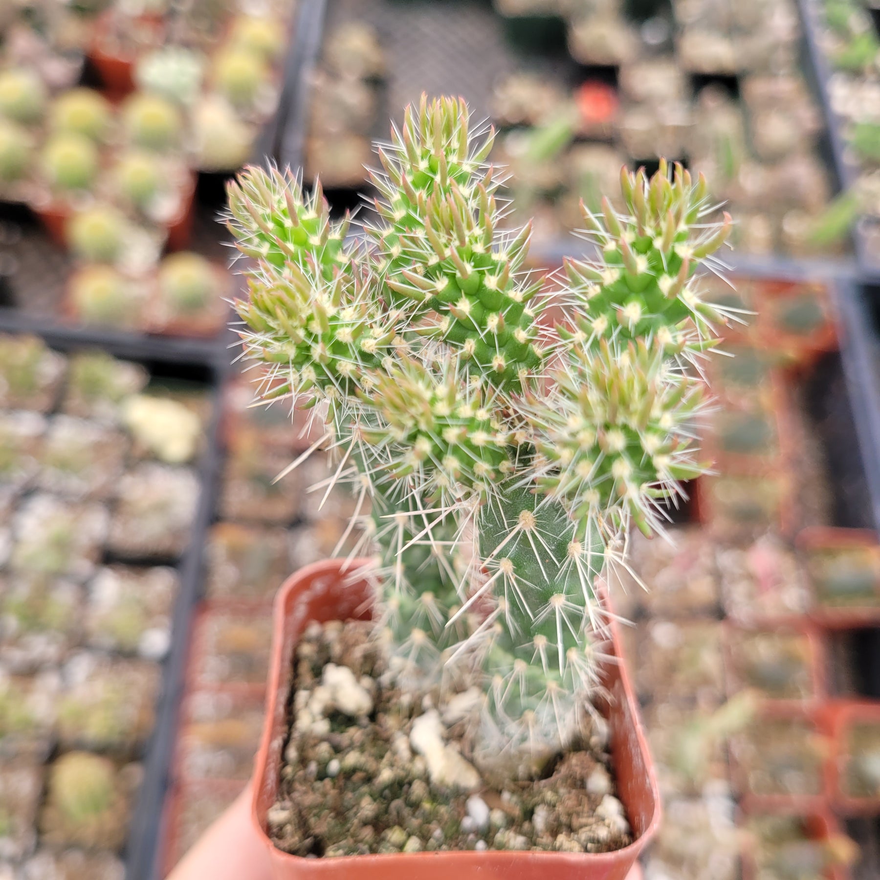 Austrocylindropuntia Cylindrica