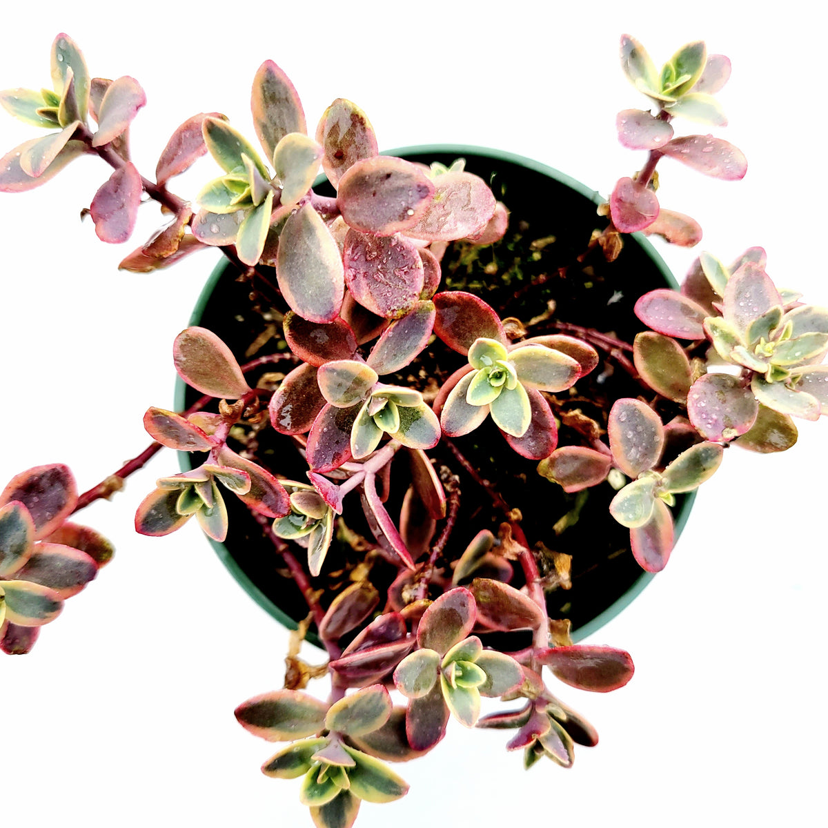 SunSparkler® Sedum 'Wildfire' variegated succulent in pot.