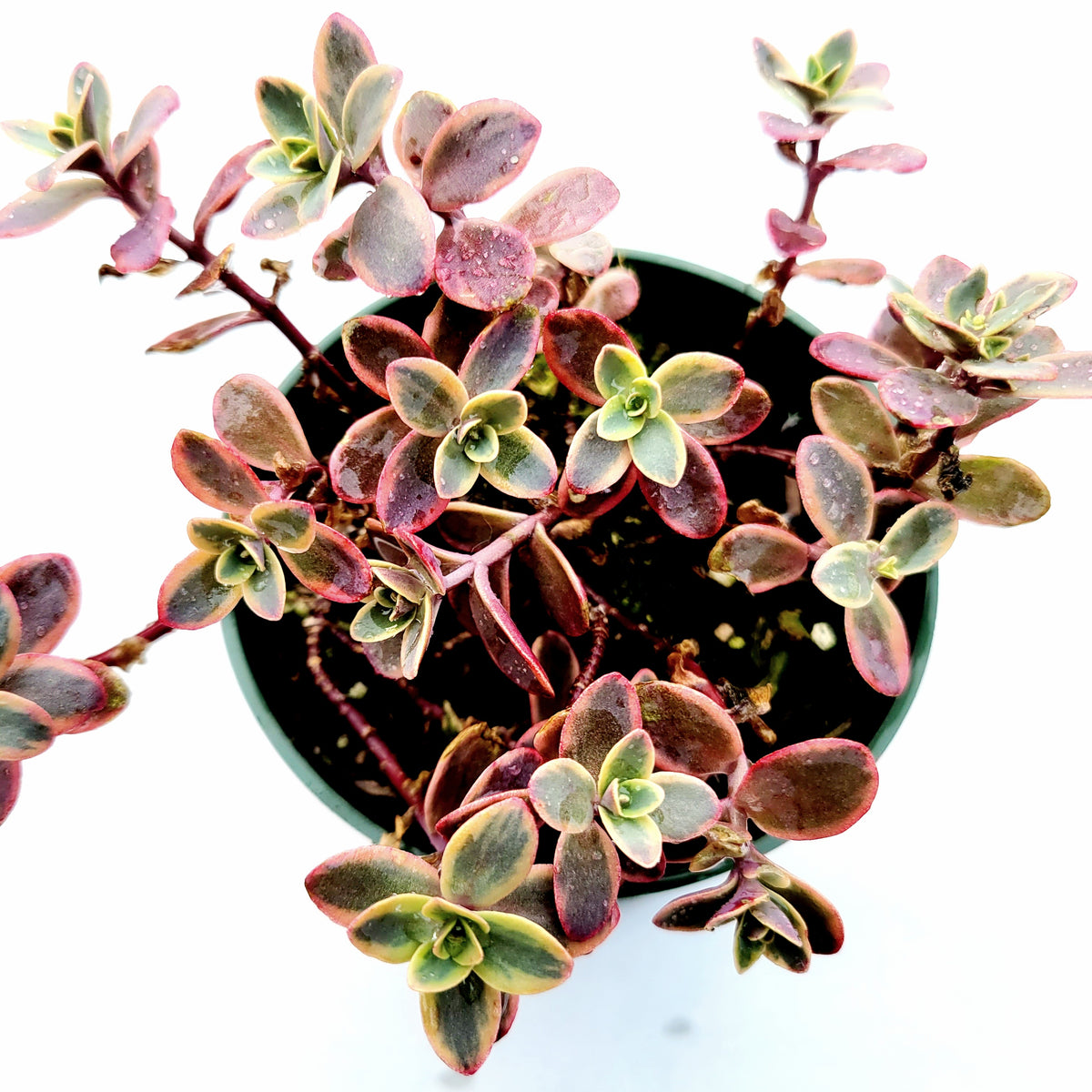 SunSparkler® Sedum 'Wildfire' succulent with variegated green and pink leaves.