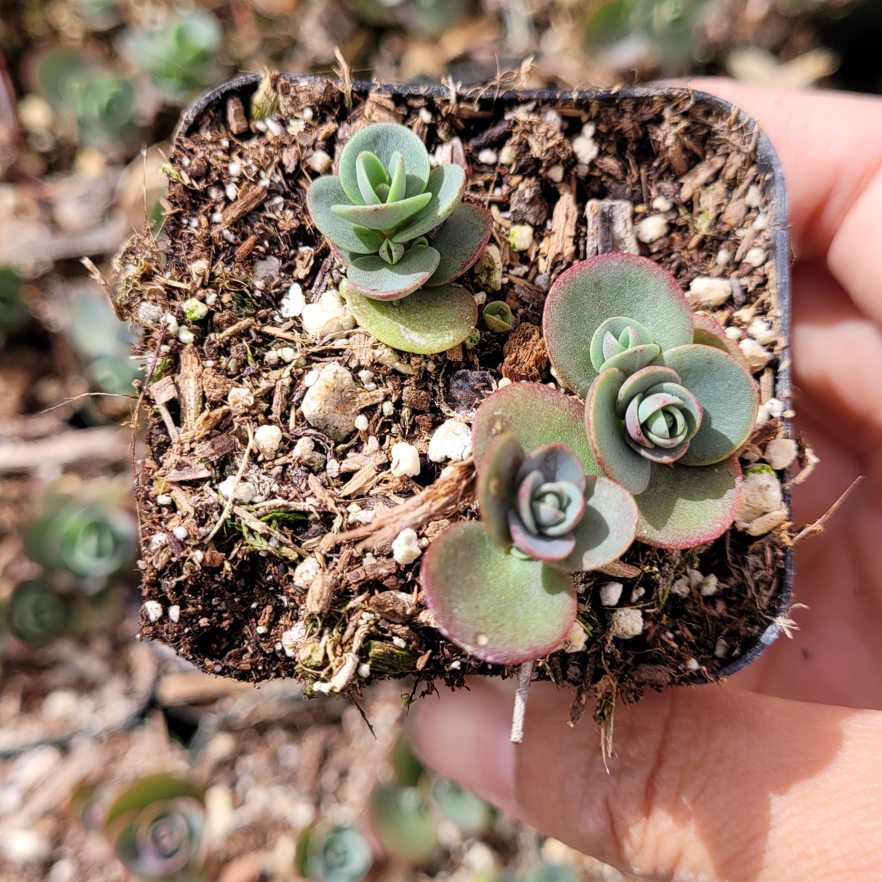 SunSparkler® Sedum 'Lime Zinger'