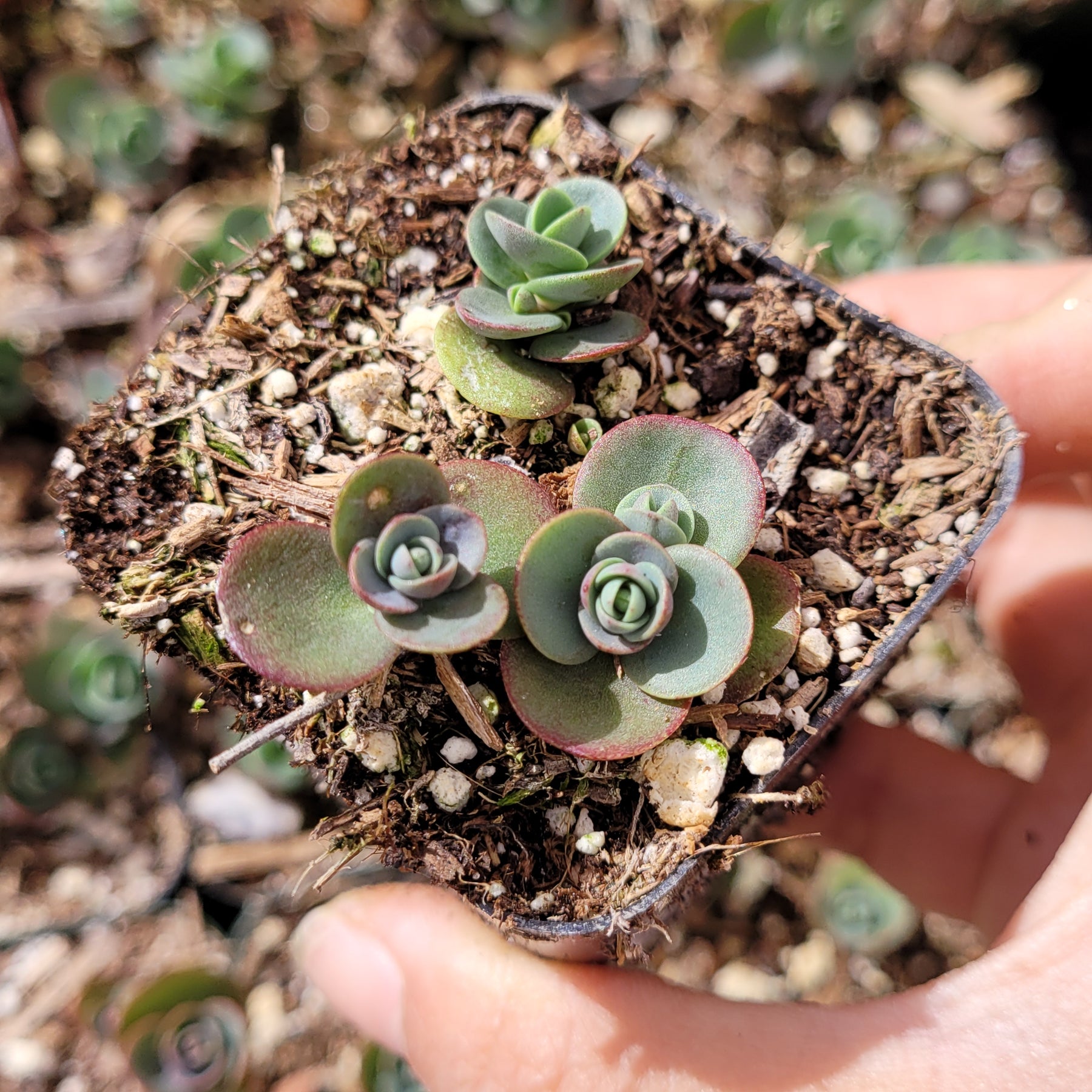 SunSparkler® Sedum 'Lime Zinger'