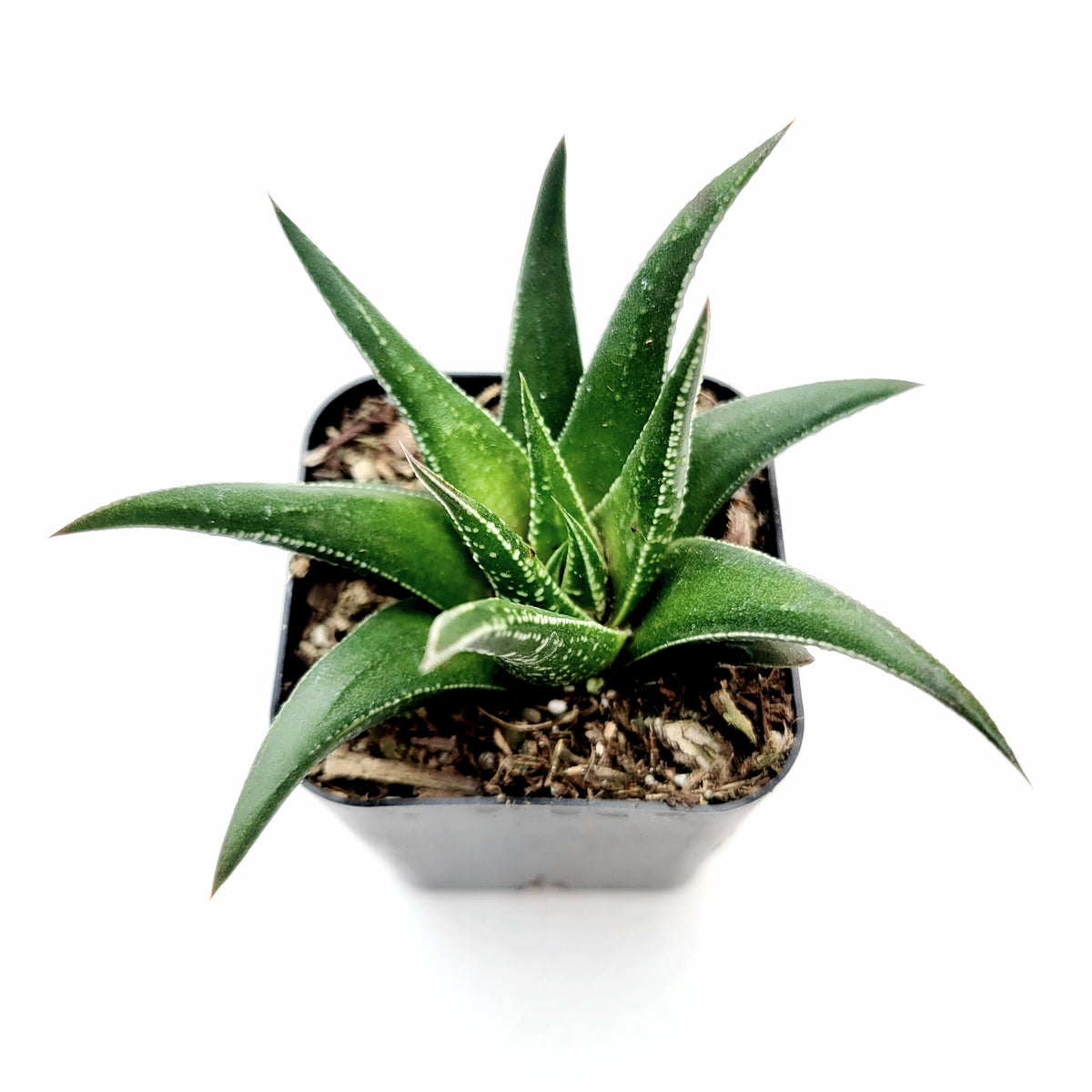 Haworthia attenuata var. clariperla in square pot.