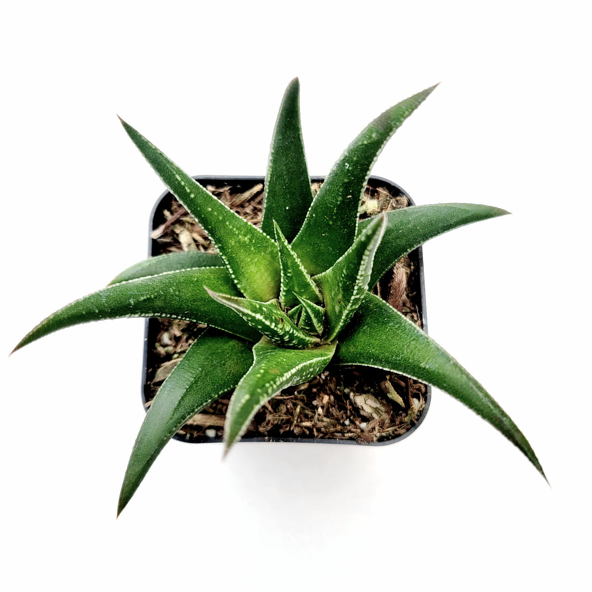 Haworthia attenuata var. clariperla in square plastic pot.
