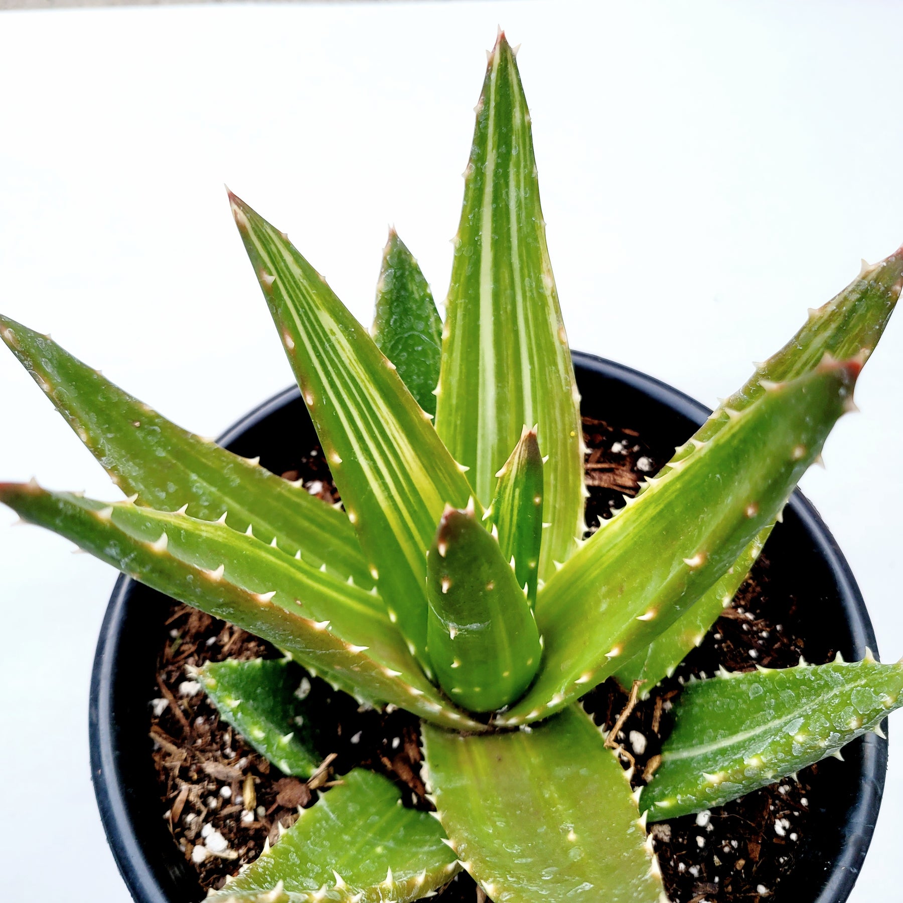 Aloe perfoliata - Mitre Aloe, Rubble Aloe