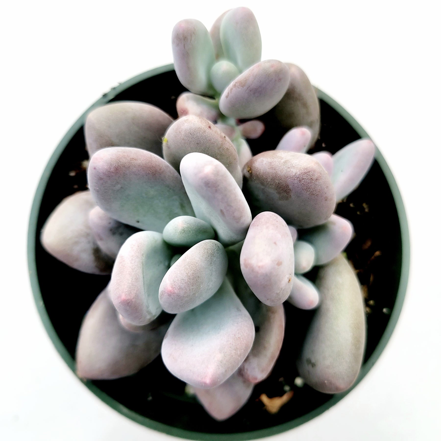 Pachyphytum oviferum - Pink Moonstone - Succulents Depot