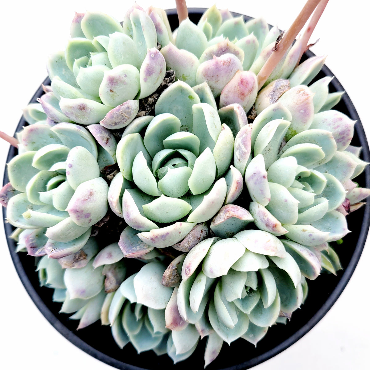 Echeveria 'Raspberry Ice' rosettes in black pot.