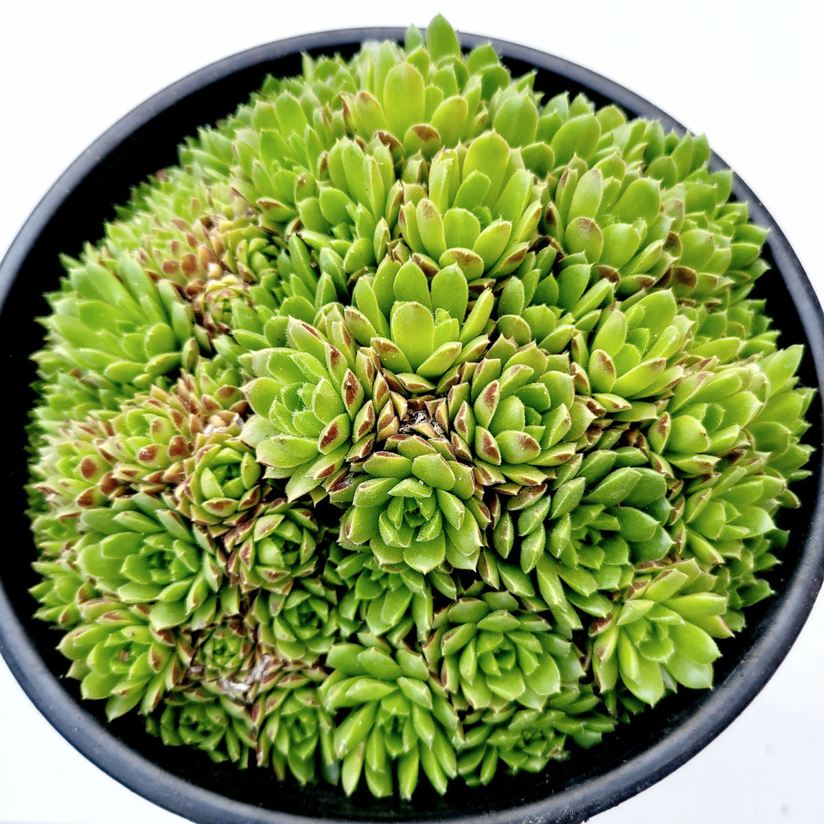 Sempervivum 'Cornelia', top-down view of green rosettes.