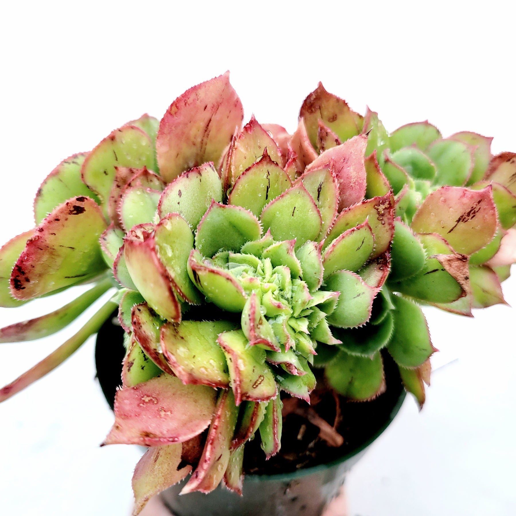 Aeonium haworthii 'Pinwheel Aeonium' - Succulents Depot