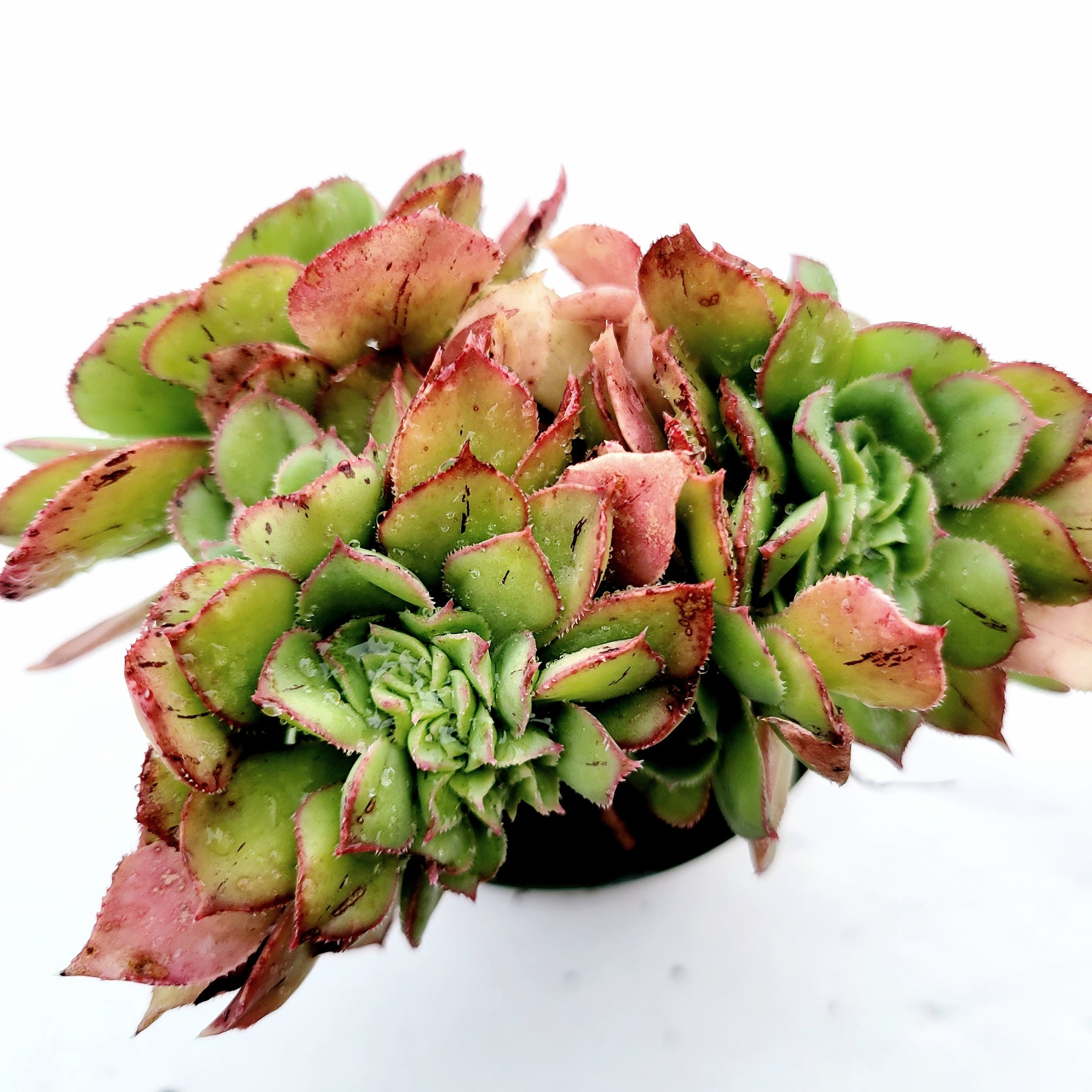 Aeonium haworthii 'Pinwheel Aeonium' - Succulents Depot