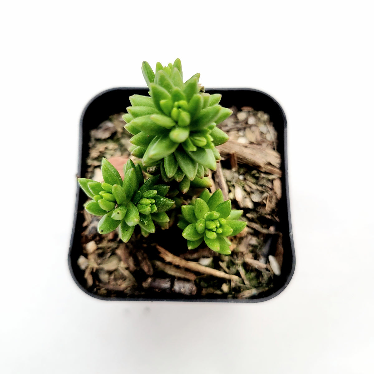 Sedum 'Spiral Staircase' succulent in black nursery pot.