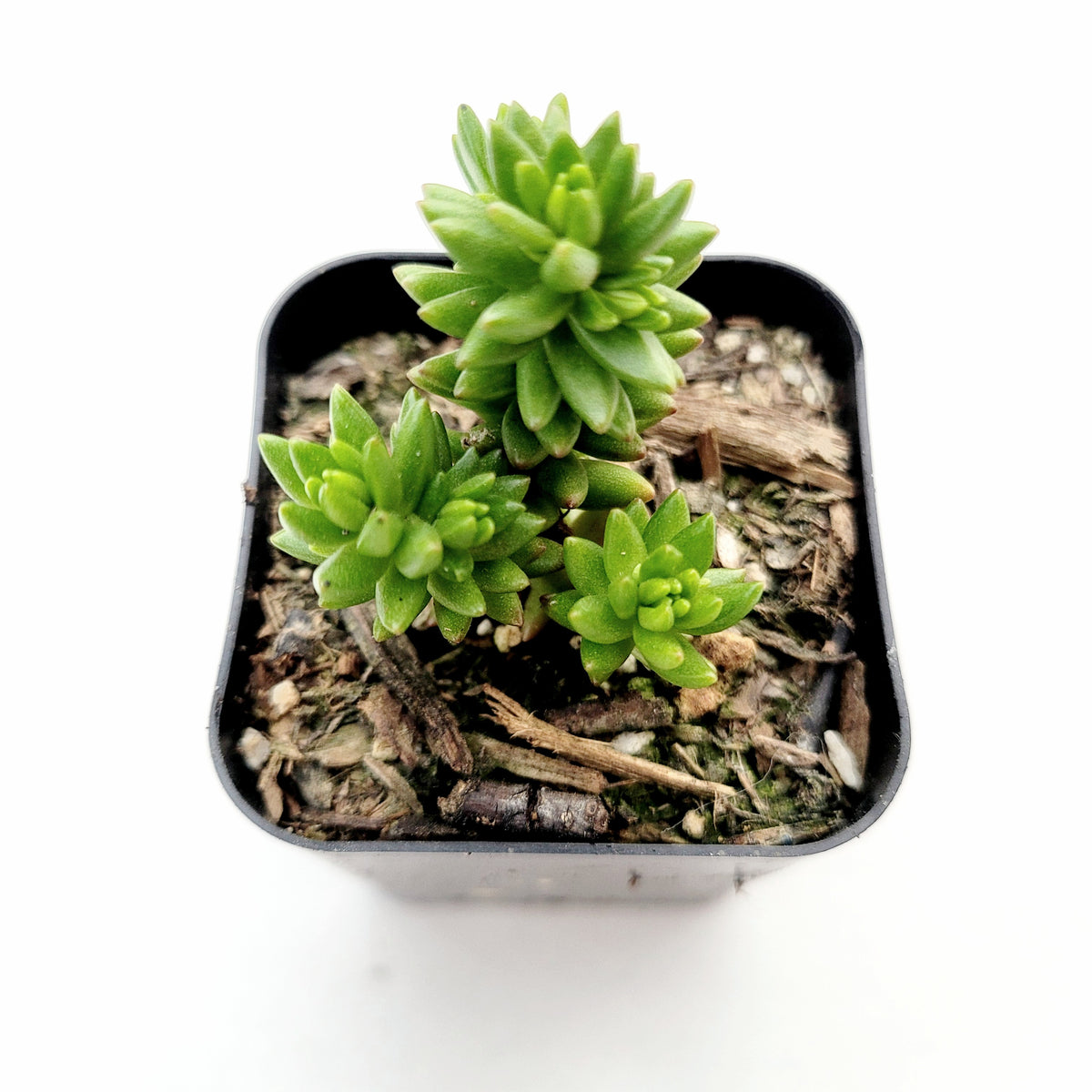 Sedum 'Spiral Staircase' in a small black pot.