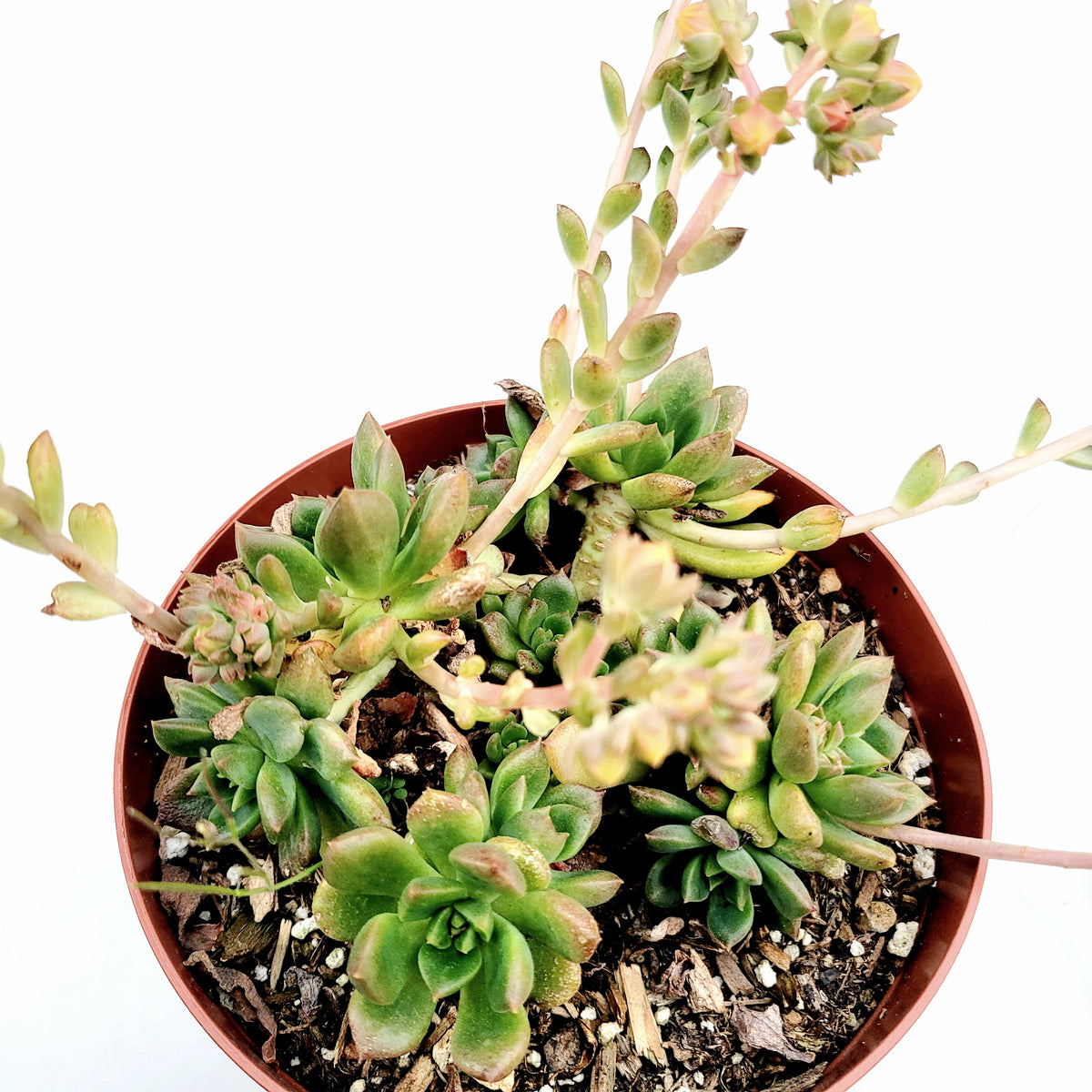 Echeveria 'Sleepy' in brown pot with flowering stalks.