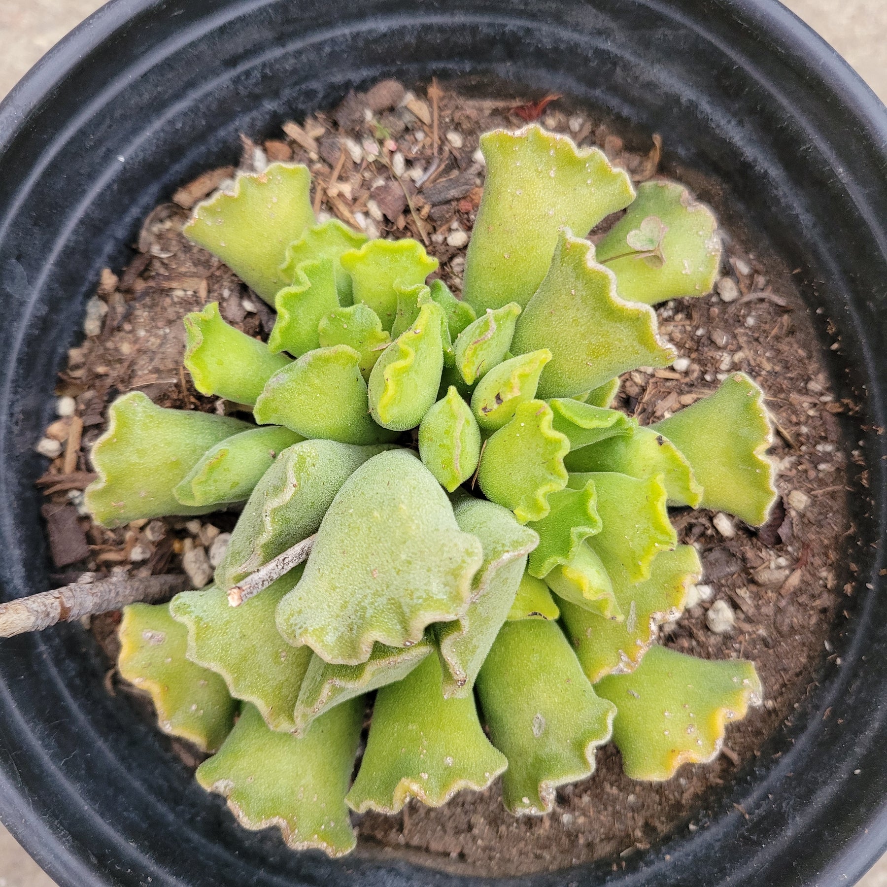 Adromischus cristatus - Crinkle Leaf Plant - Succulents Depot