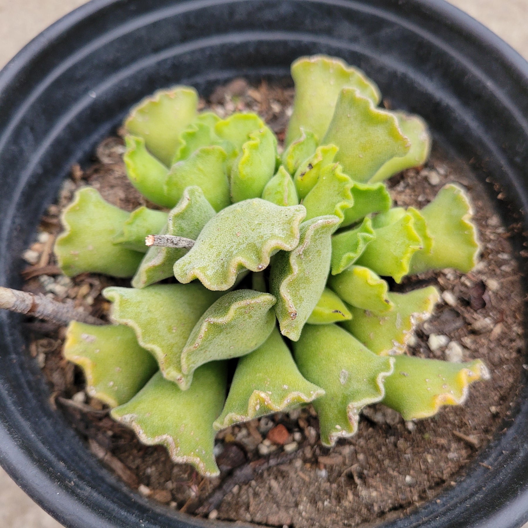 Adromischus cristatus - Crinkle Leaf Plant - Succulents Depot