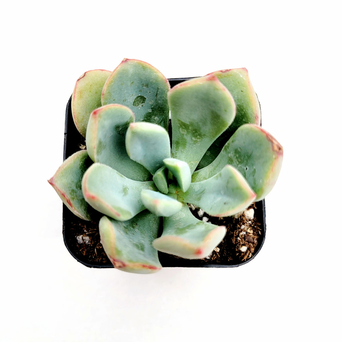 Echeveria Sugared succulent in a black nursery pot.