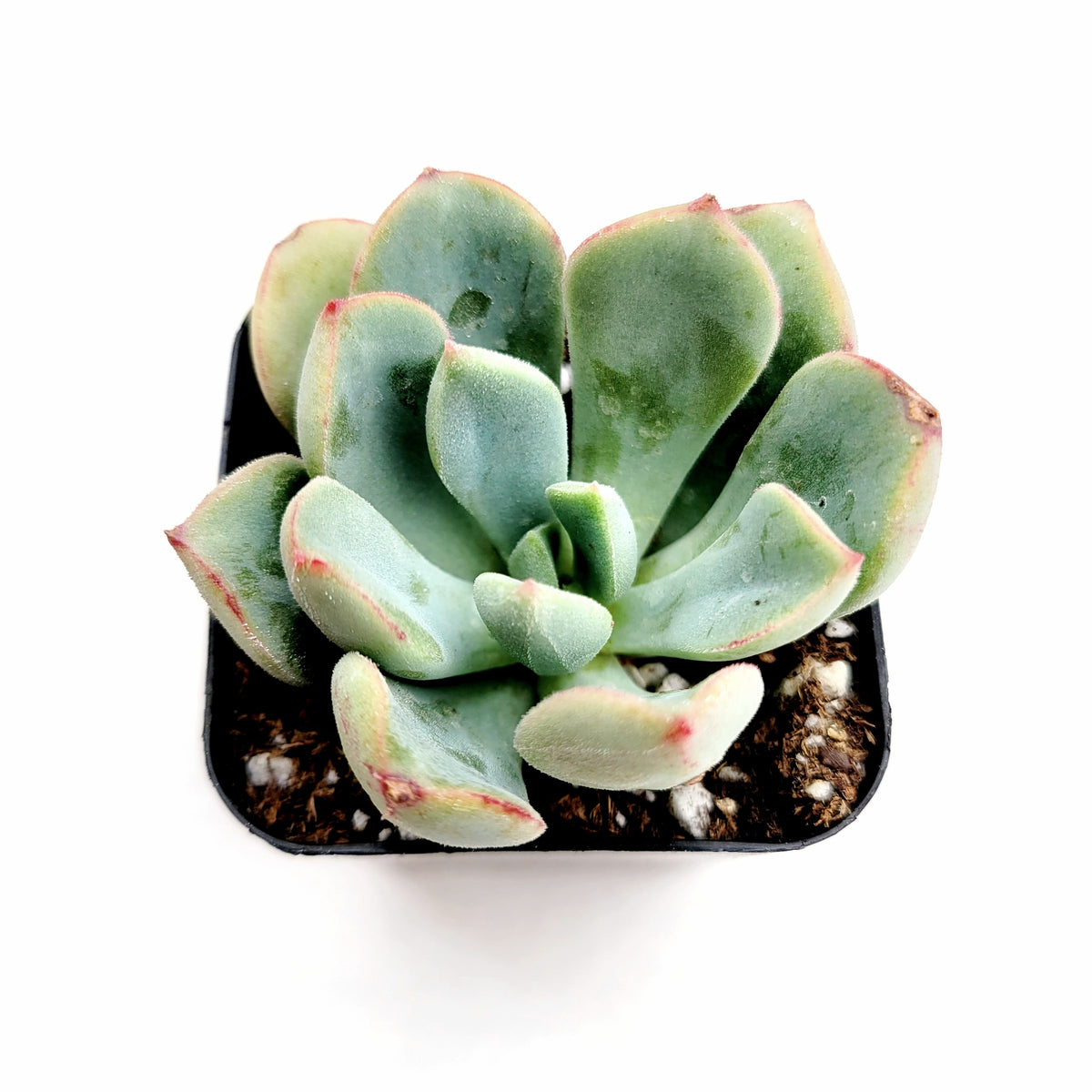 Echeveria Sugared in square pot with pale green leaves.